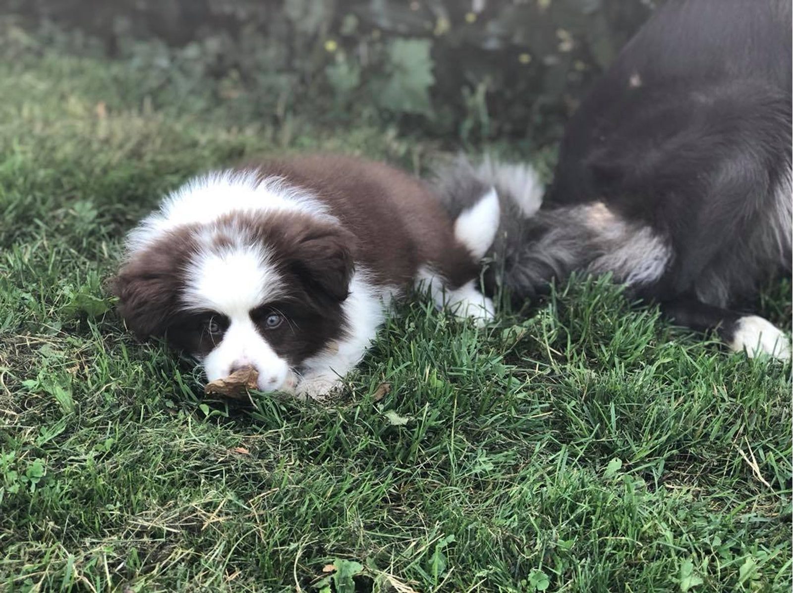Willowcreek Border Collie Puppies | Border Collie Breeders in Canada