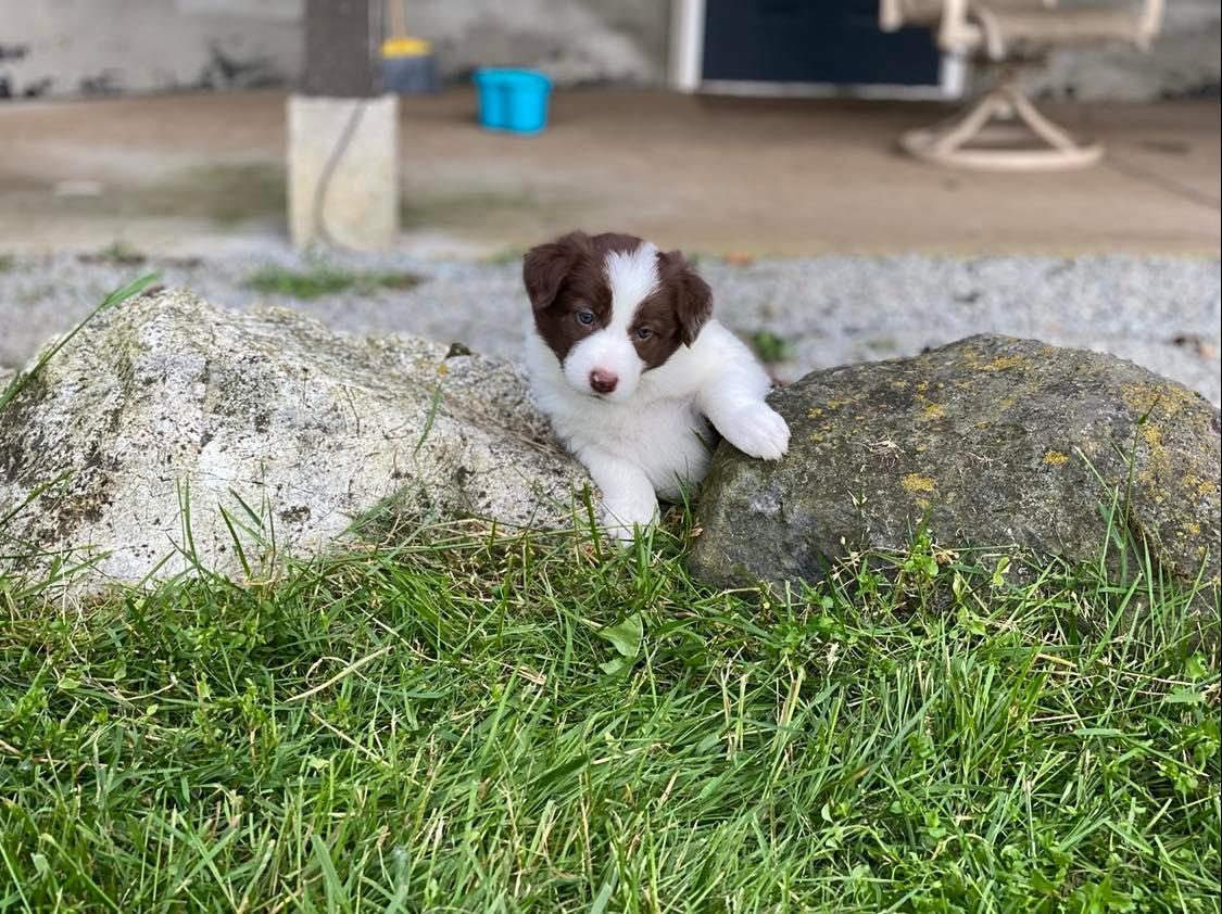 Available Border Collie Puppies