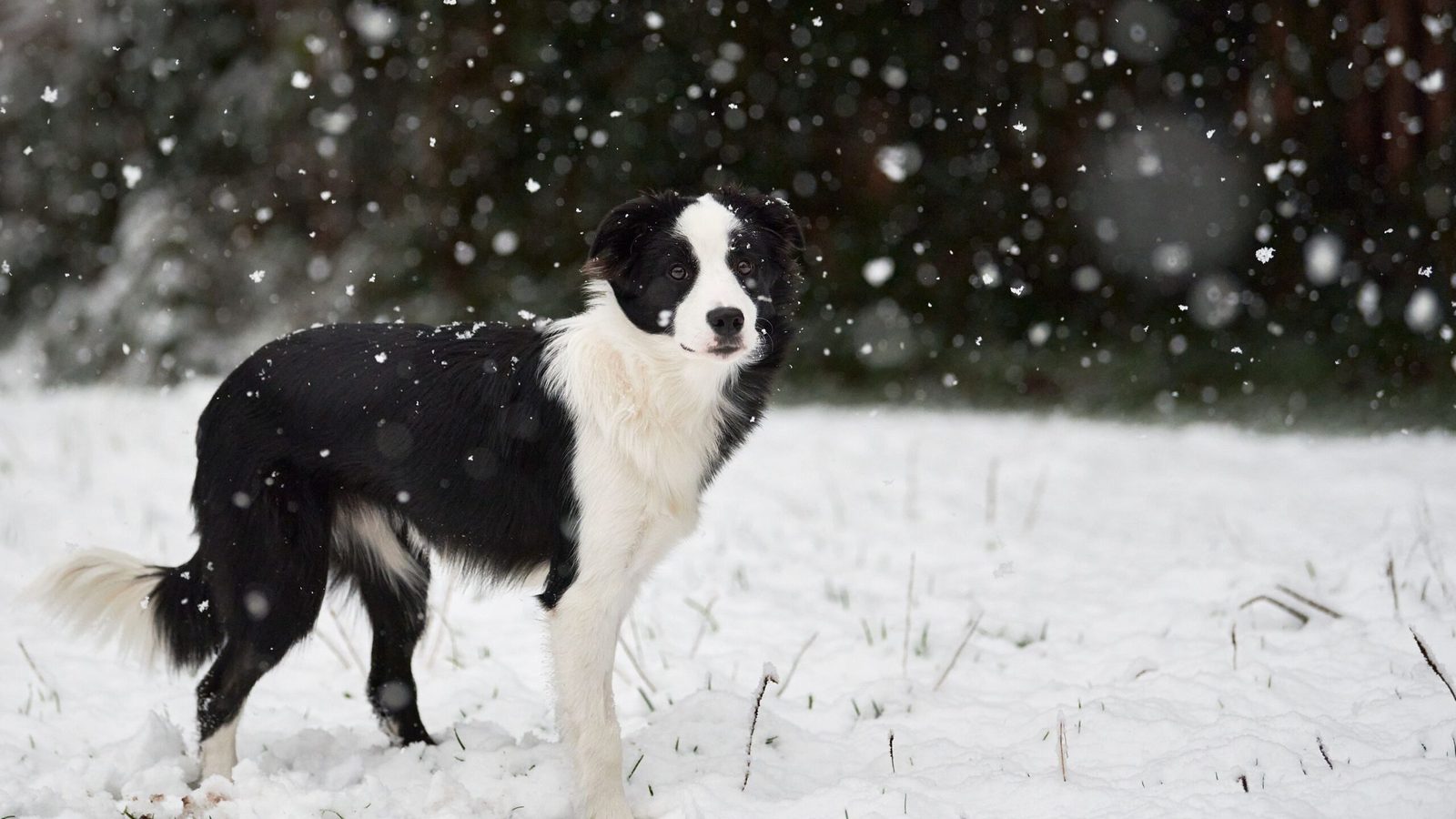Willowcreek Border Collies | Border Collie Breeders in Canada