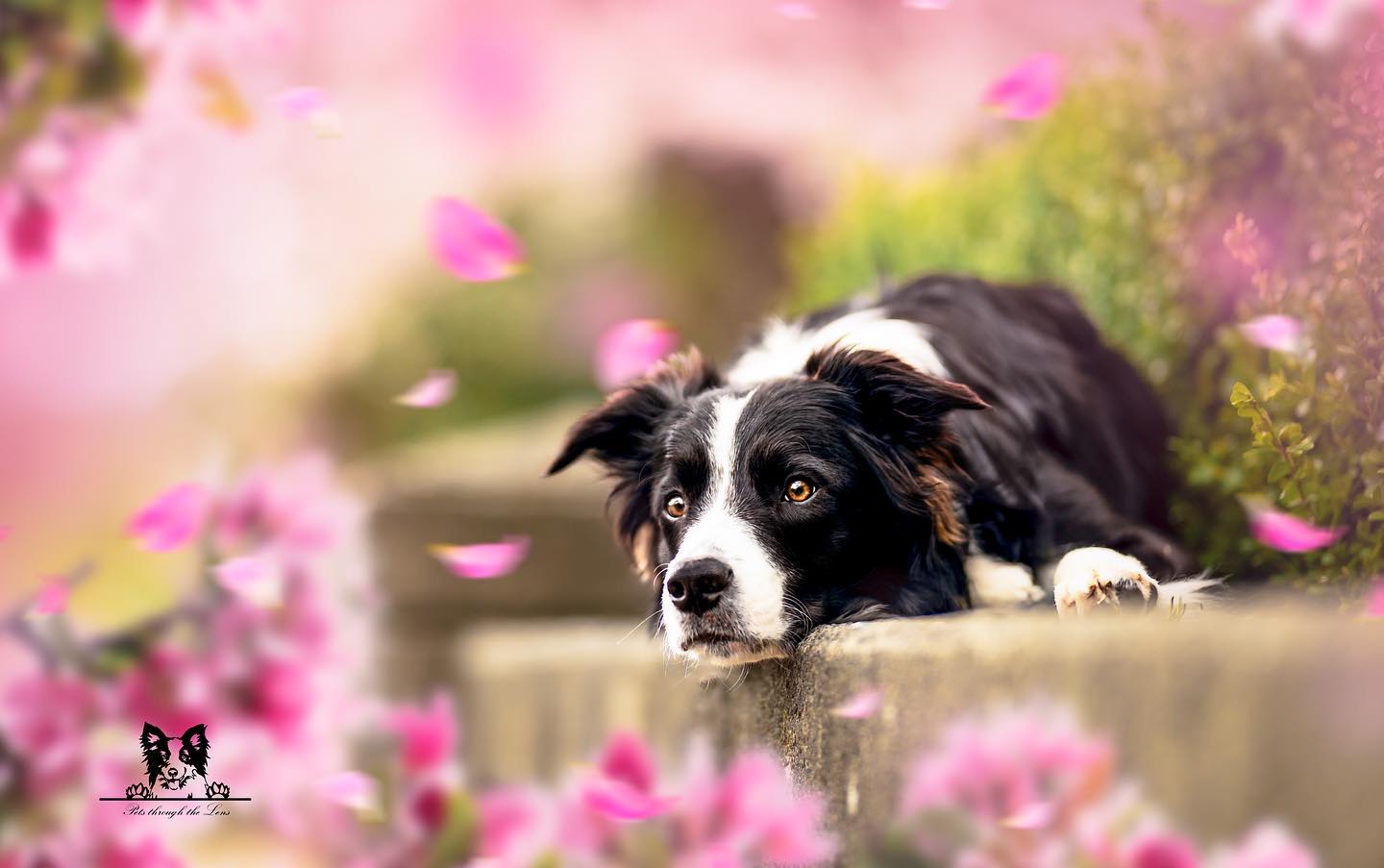 Pet Photography — Pets Through The Lens
