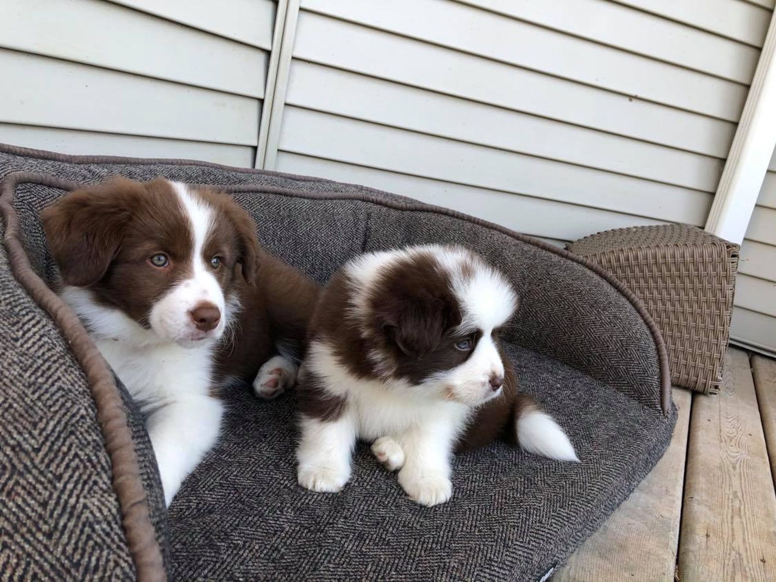 Willowcreek Border Collie Puppies | Border Collie Breeders in Canada