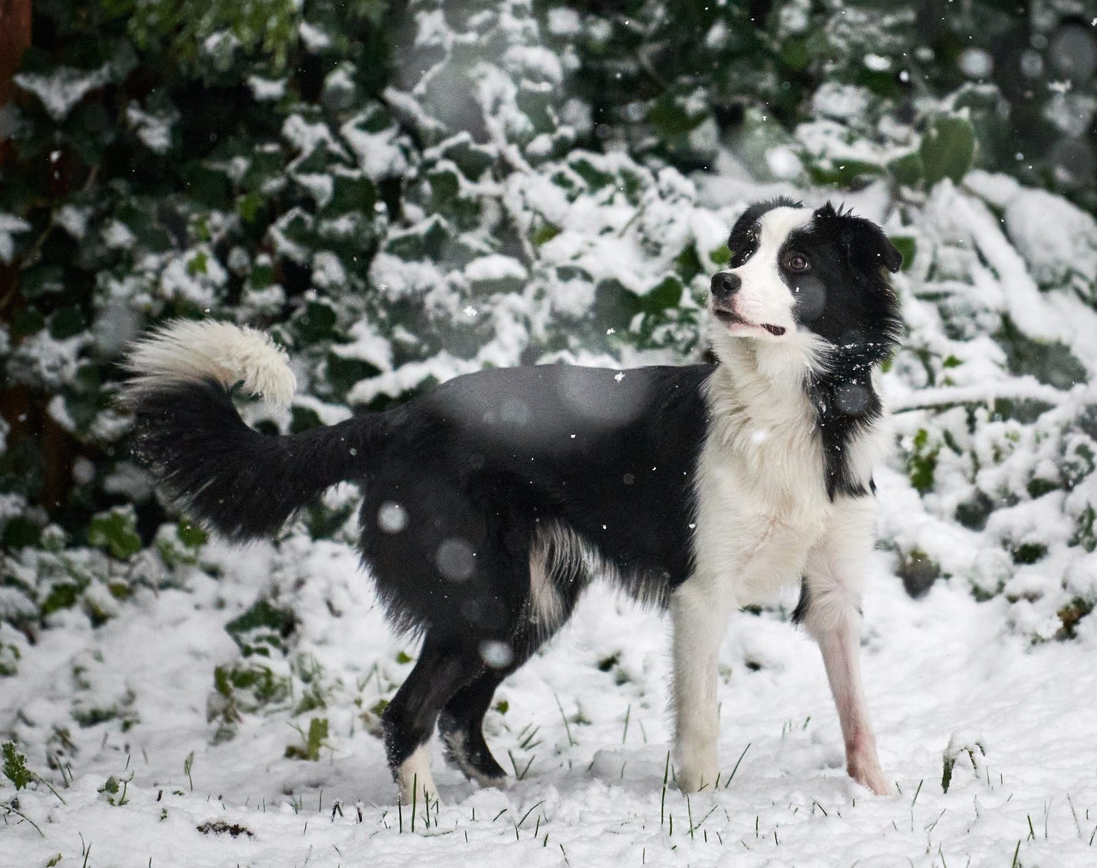 Willowcreek Border Collies | Border Collie Breeders in Canada