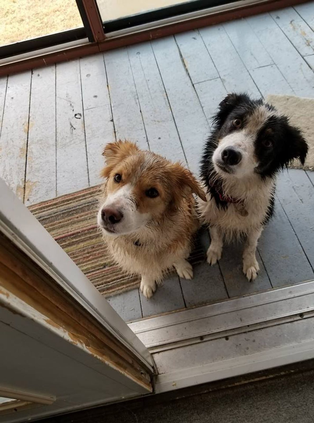 Willowcreek Border Collie Puppies | Border Collie Puppies in Canada