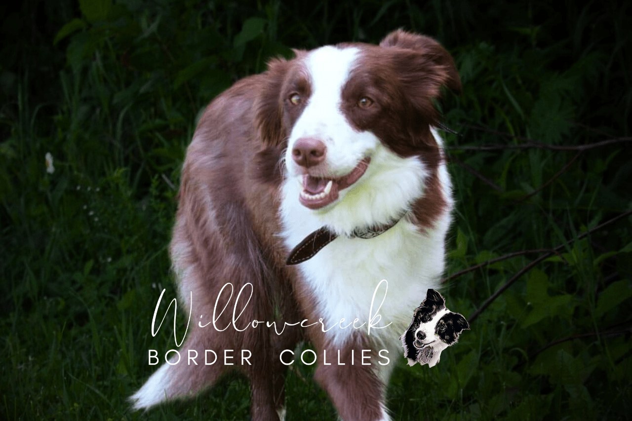 Lily, chocolate and white Border Collie