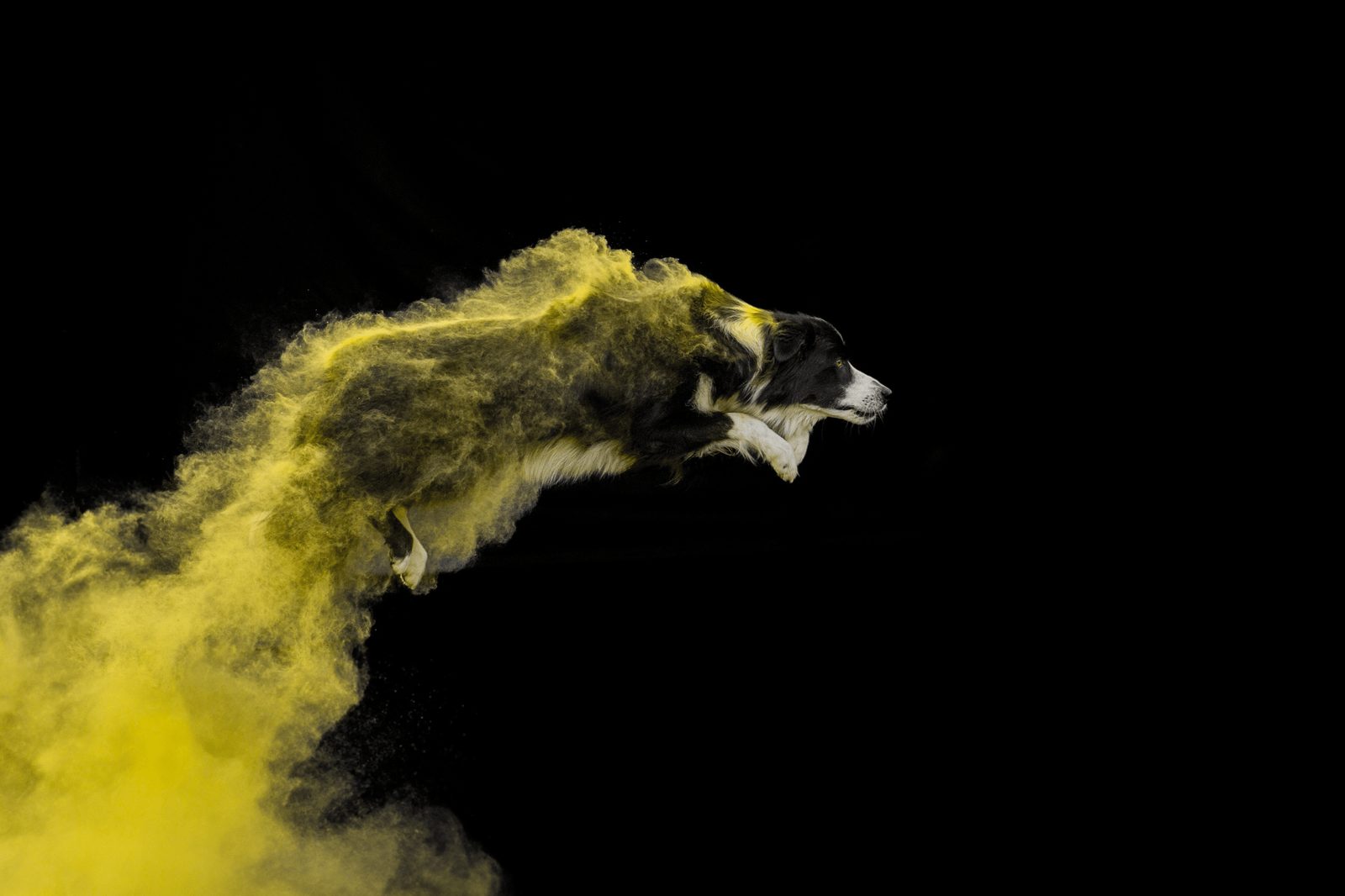 Willowcreek Border Collies | Border Collie Breeders in Canada