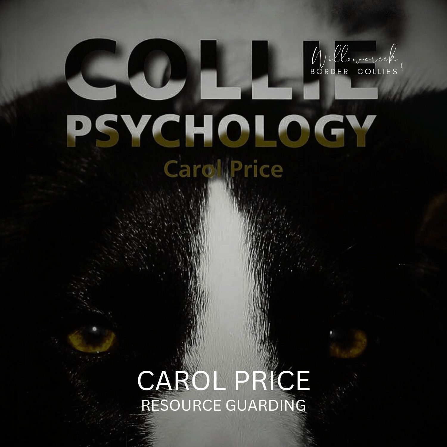 FOOD AND RESOURCE GUARDING/AGGRESSION IN BORDER COLLIES.