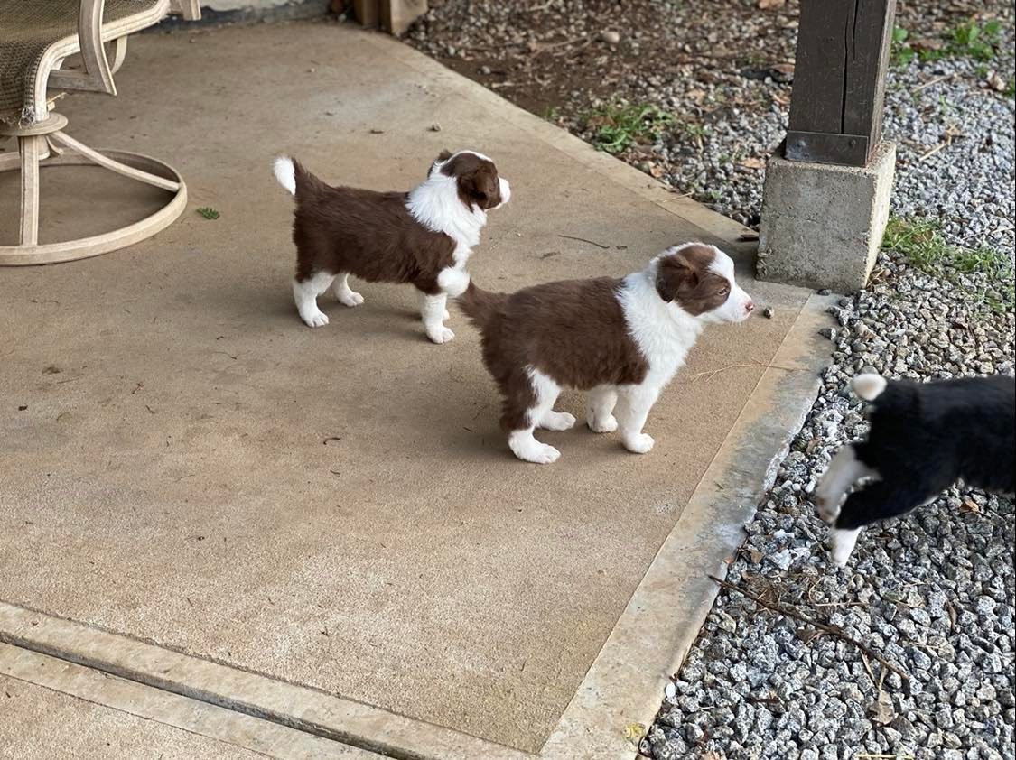 Available Border Collie Puppies