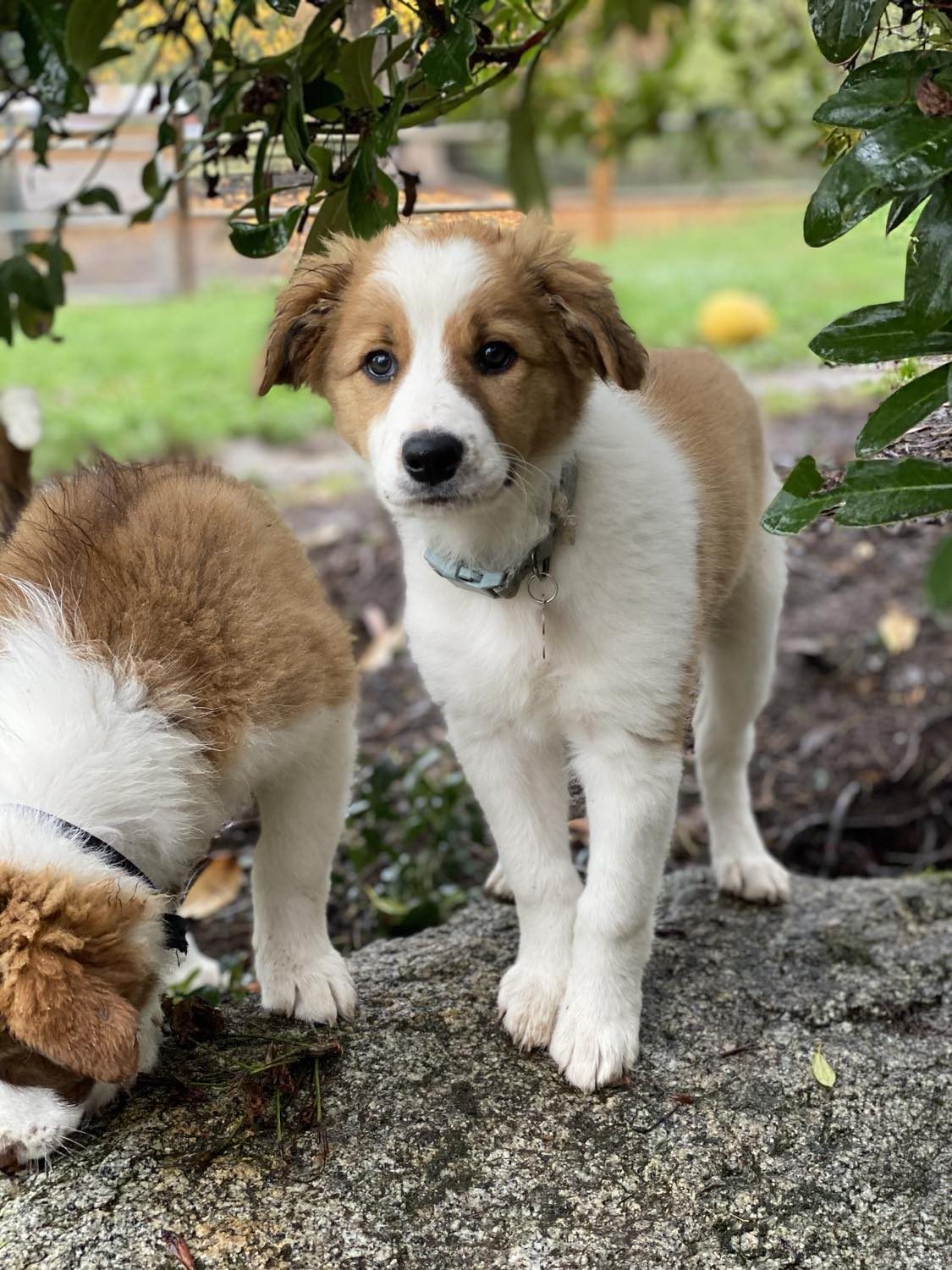 Willowcreek Border Collies | Border Collie Puppies
