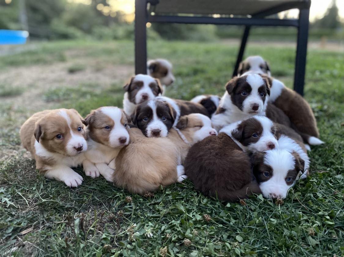 Willowcreek Border Collies | Border Collie Puppies