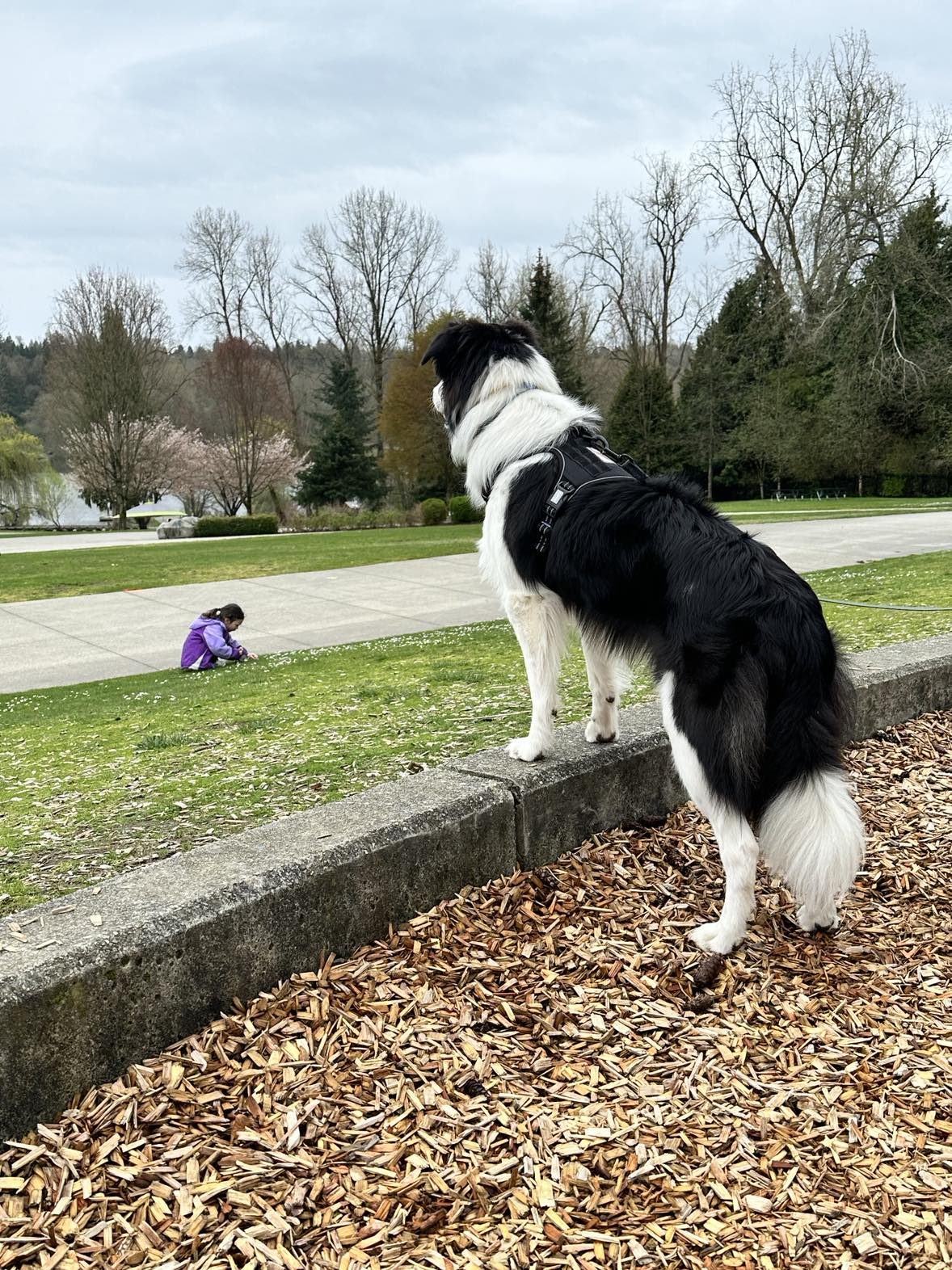 Available Border Collie Puppies