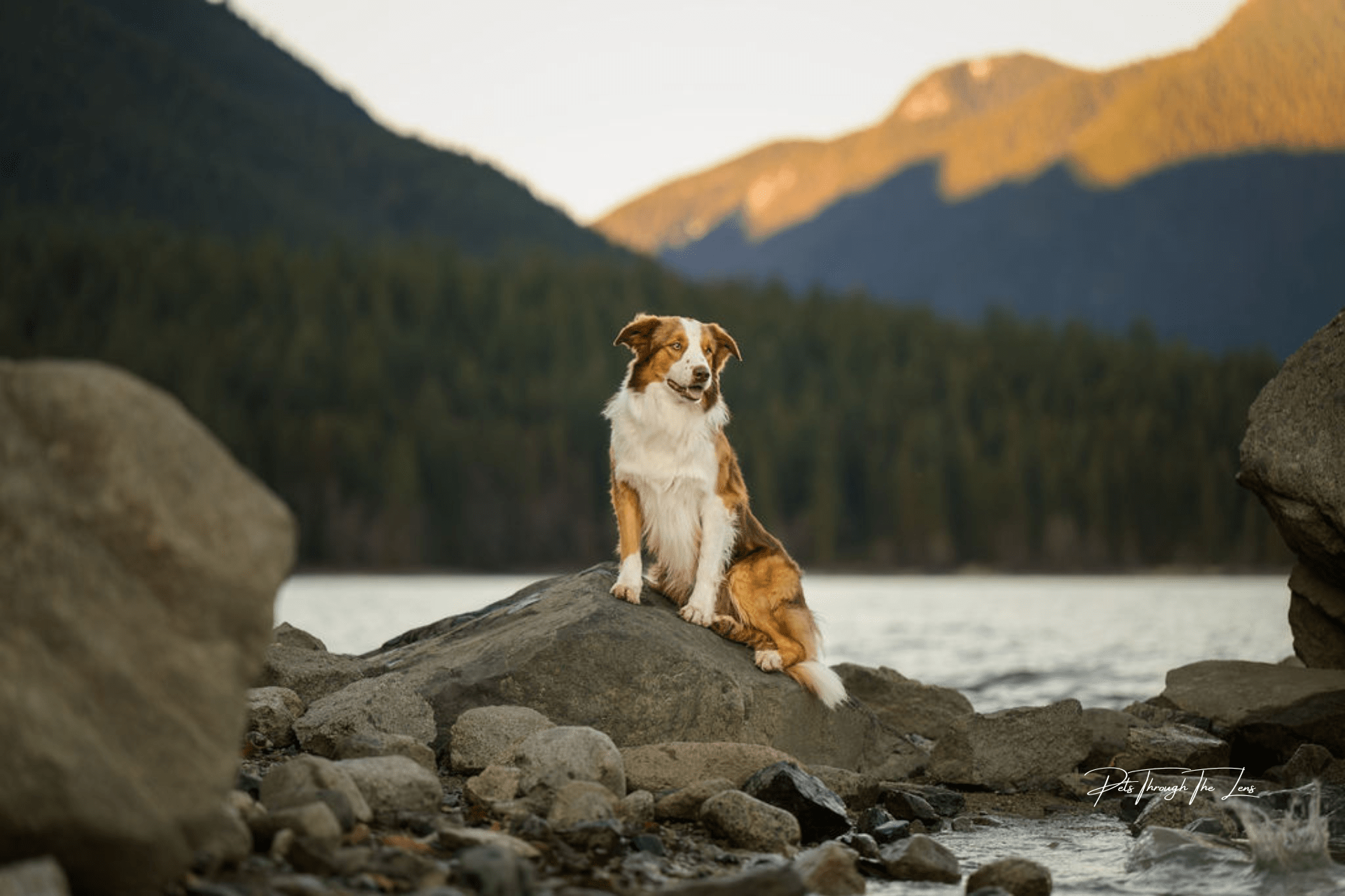 Pet Photography — Pets Through The Lens