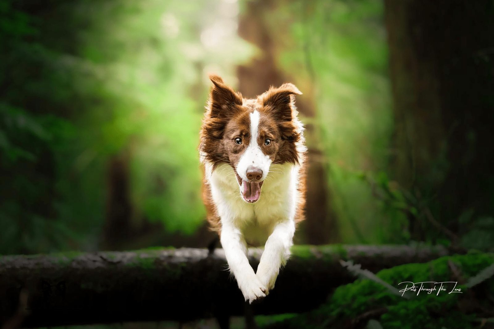 Willowcreek Border Collies | Border Collie Breeders in Canada