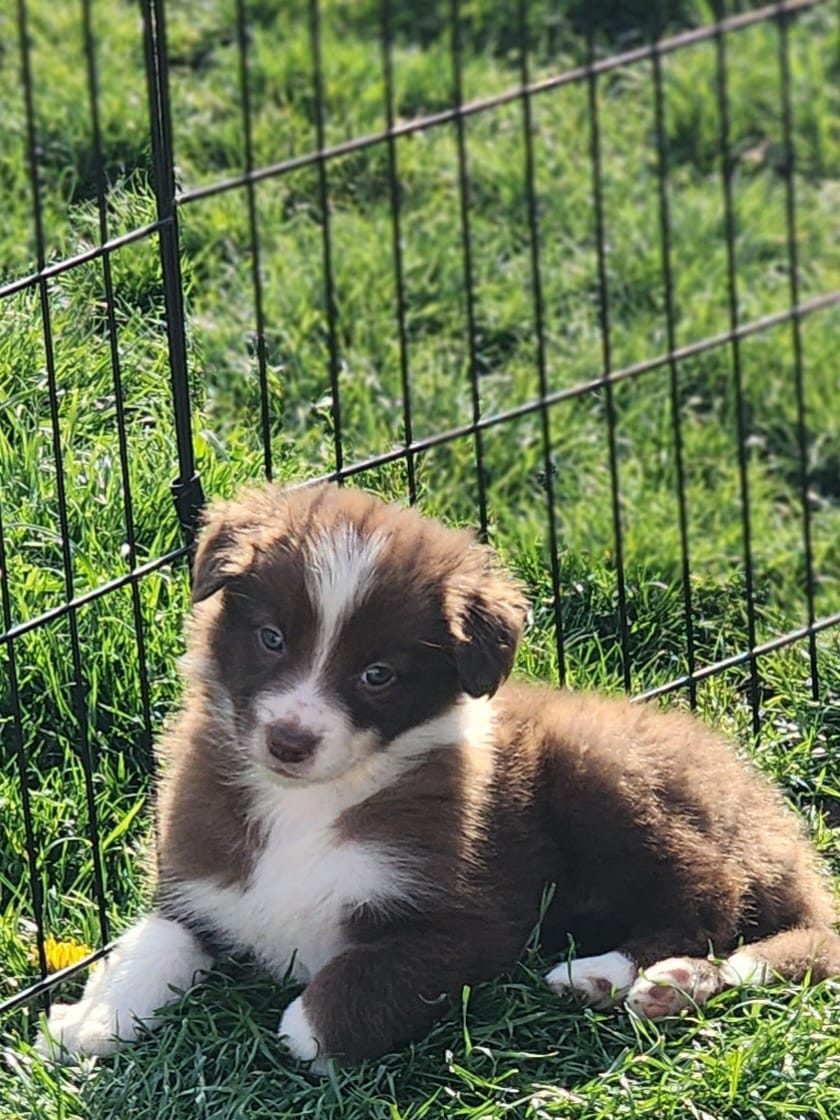 Willowcreek Border Collie Puppies | Border Collie Breeders in Canada