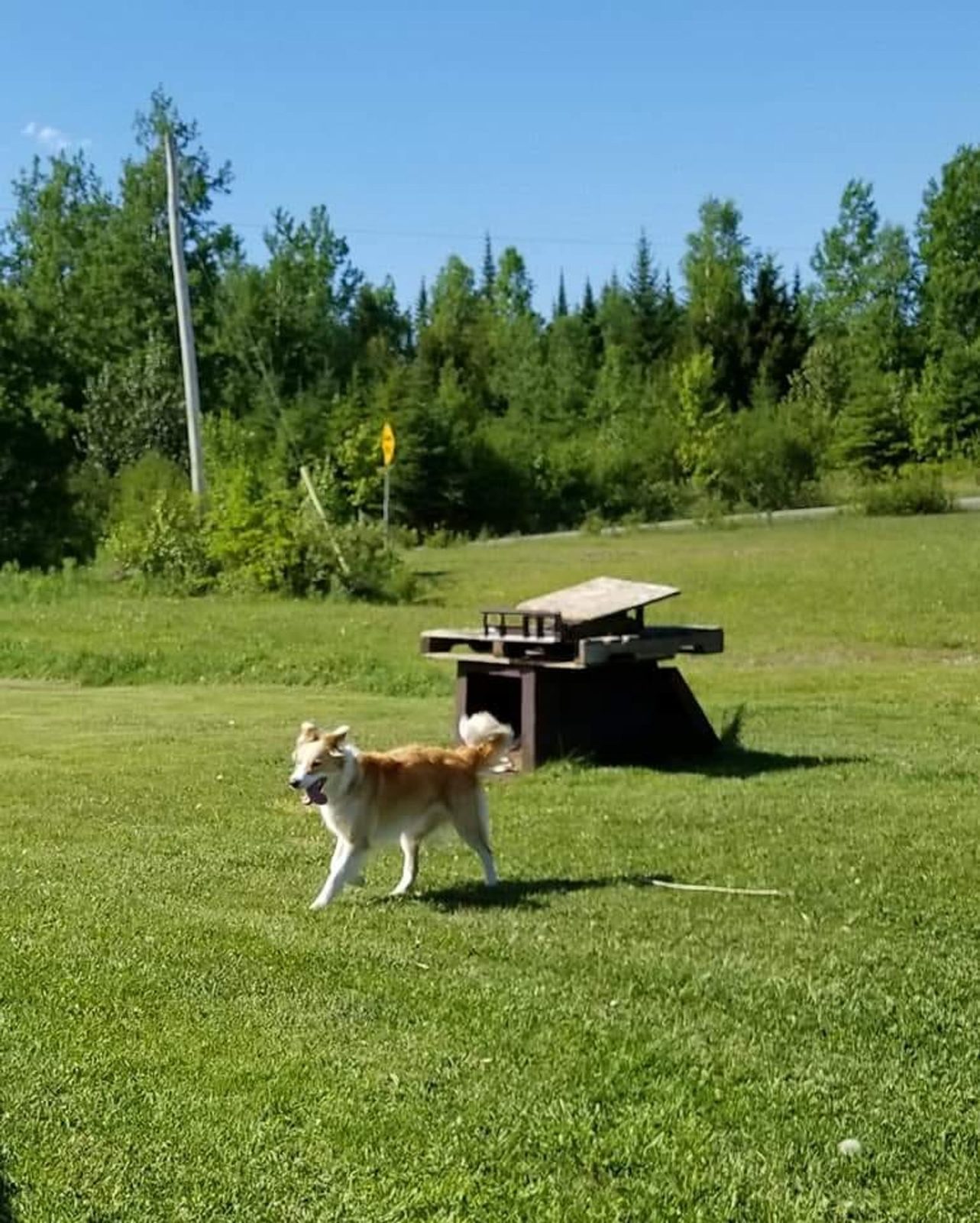 Willowcreek Border Collie Puppies | Border Collie Puppies in Canada