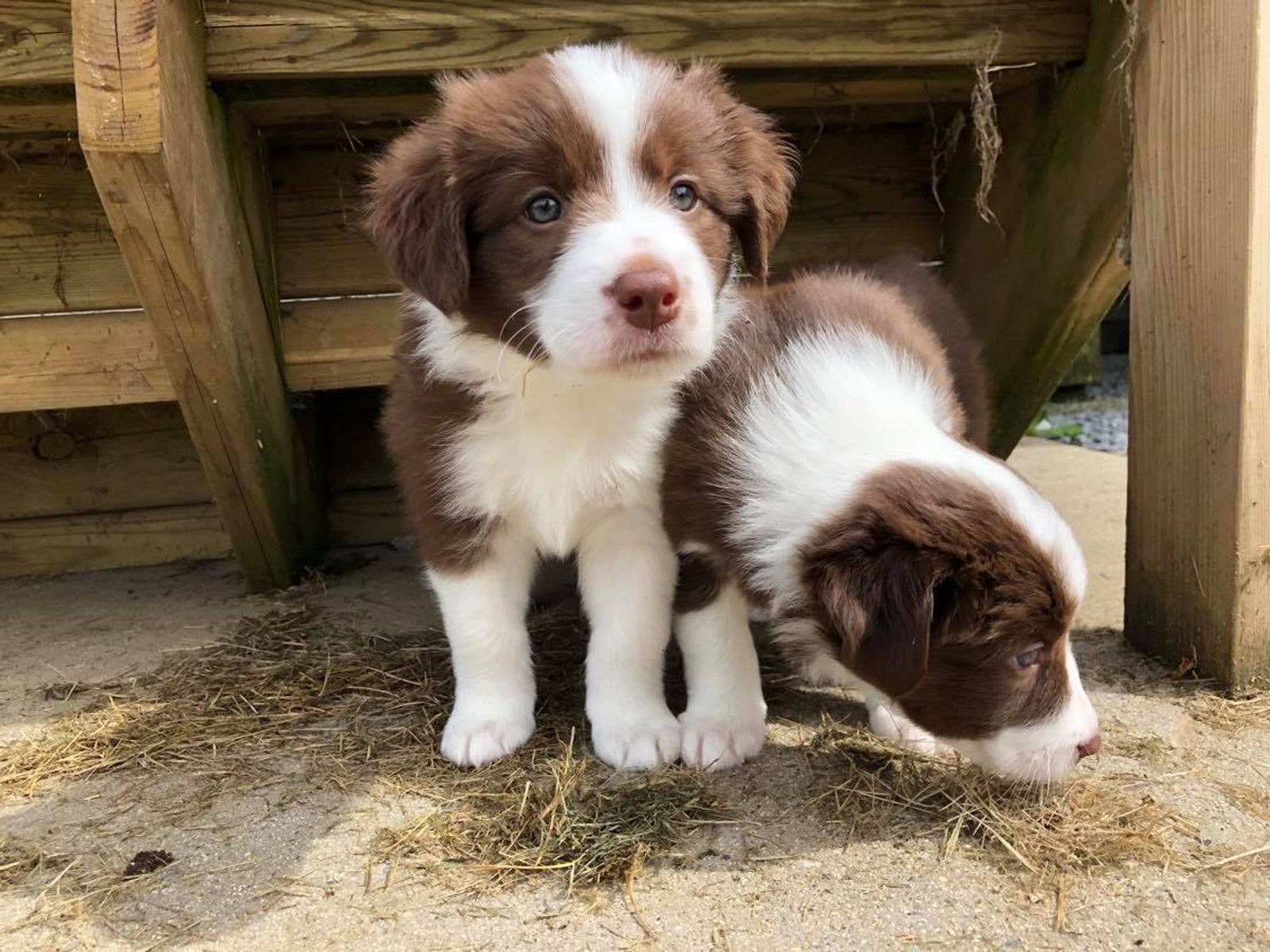 Willowcreek Border Collie Puppies | Border Collie Puppies in Canada