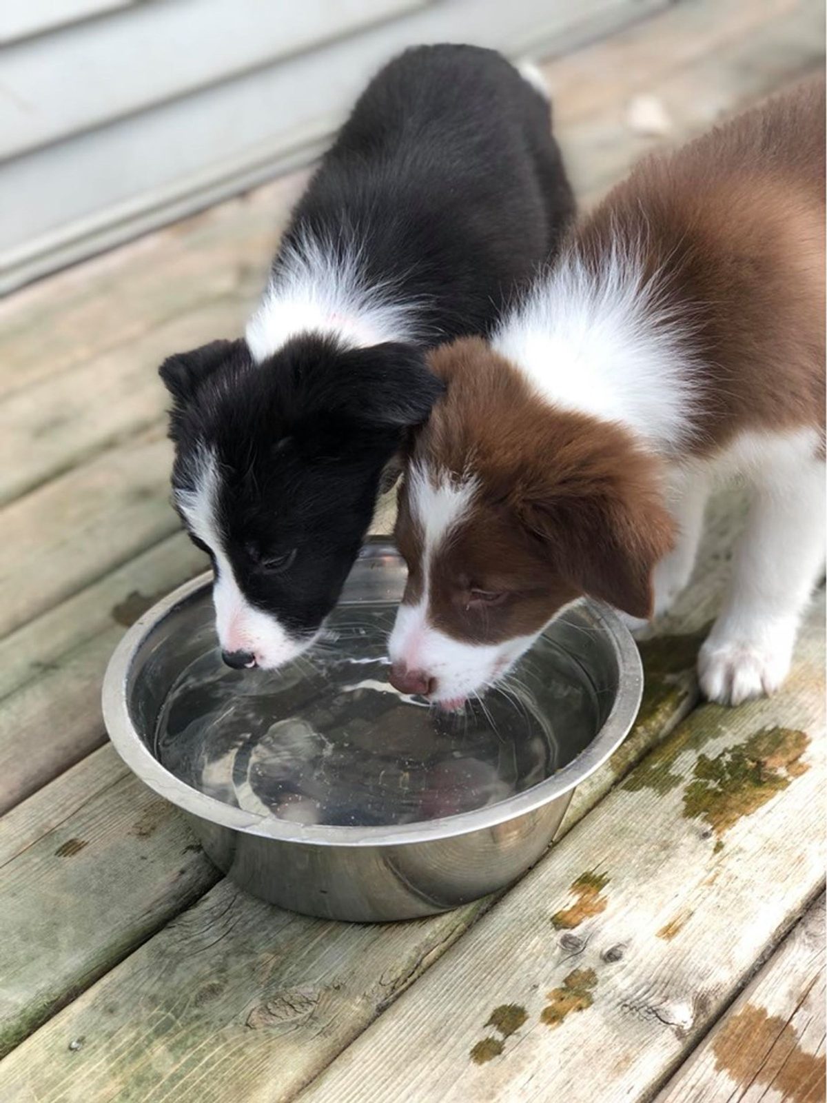 Early Scent Detection (ESI) Willowcreek Border Collies
