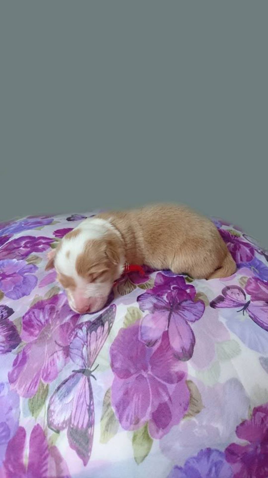 Willowcreek Border Collie Puppies | Border Collie Puppies in Canada