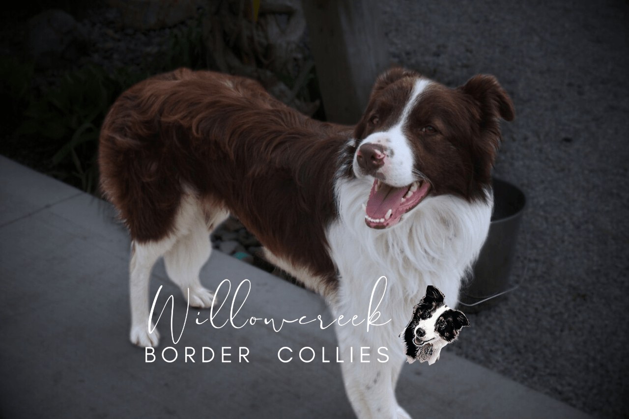 Boston, chocolate and white Border Collie sire