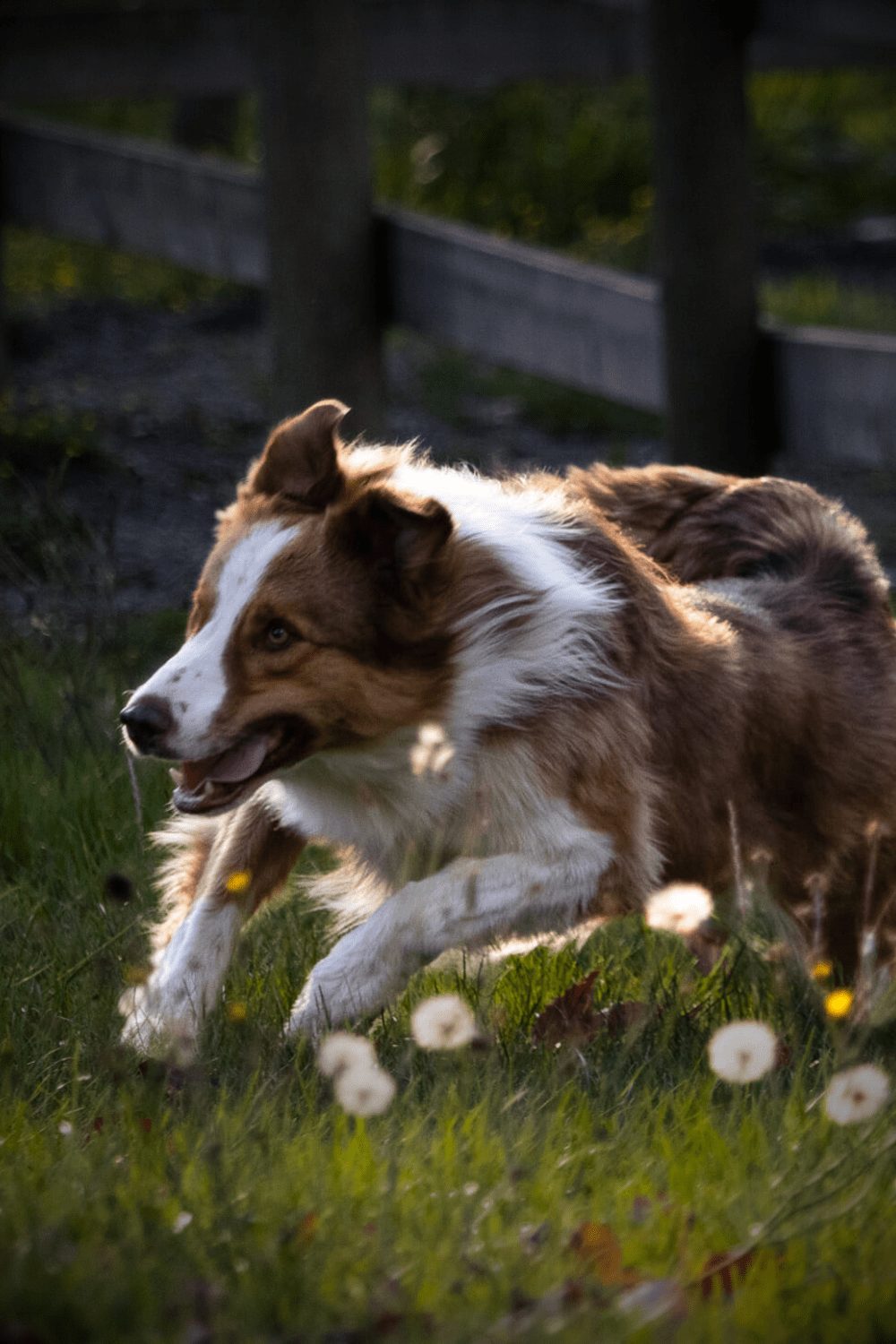Willowcreek Border Collies | Border Collie Puppies