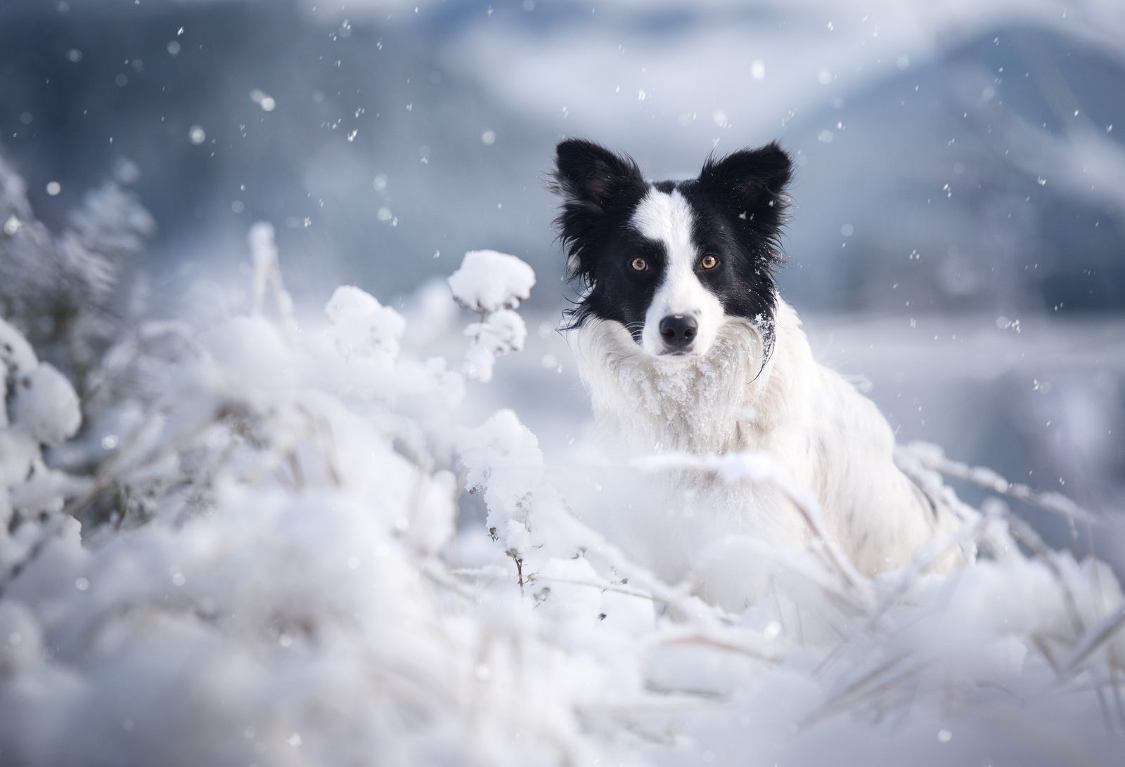 Puppy Checklist Must Have:  Tractive GPS Tracker