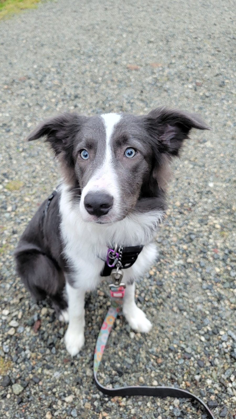 Blue Border Collie Puppies for sale