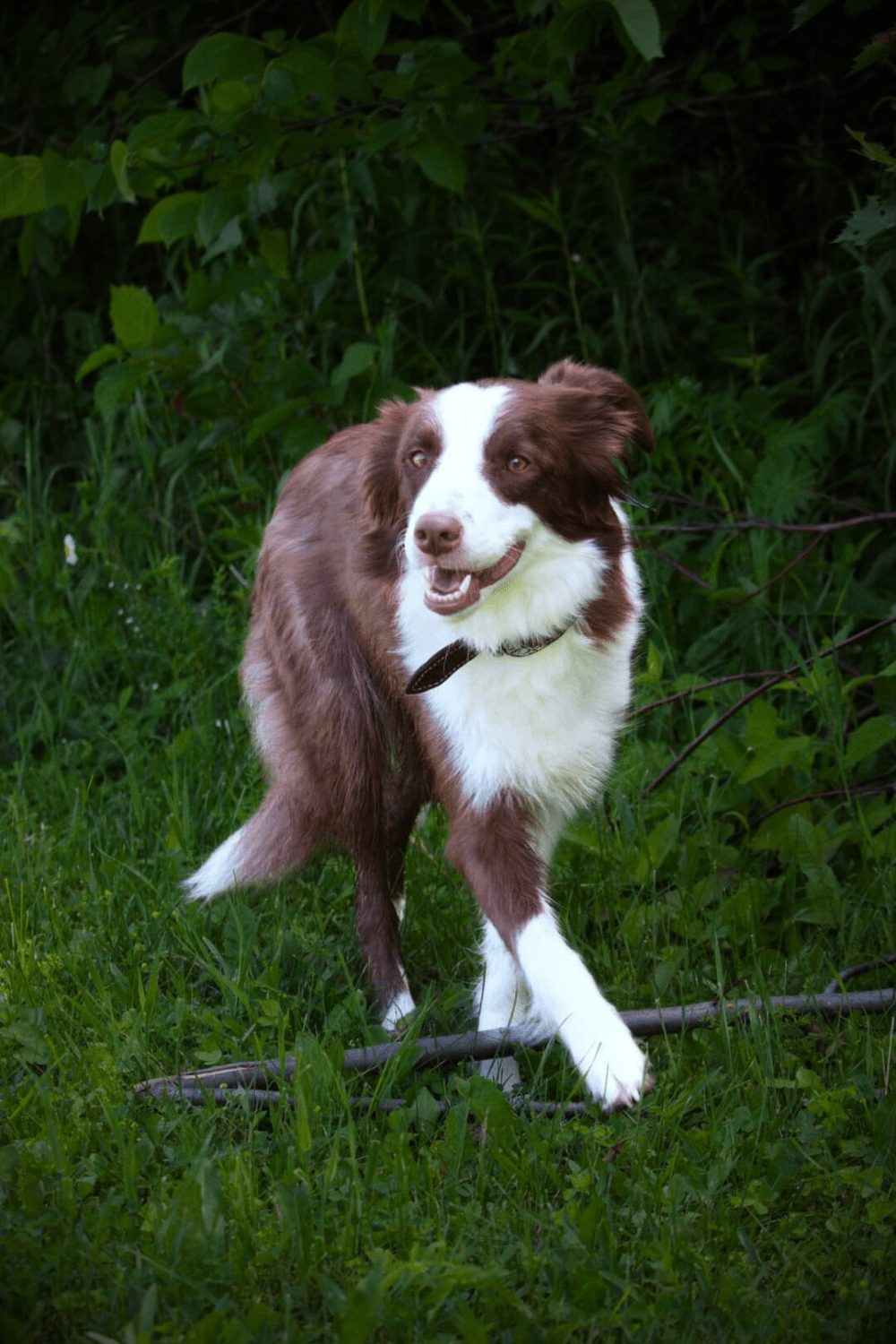 Willowcreek Border Collie Puppies | Border Collie Breeders in Canada