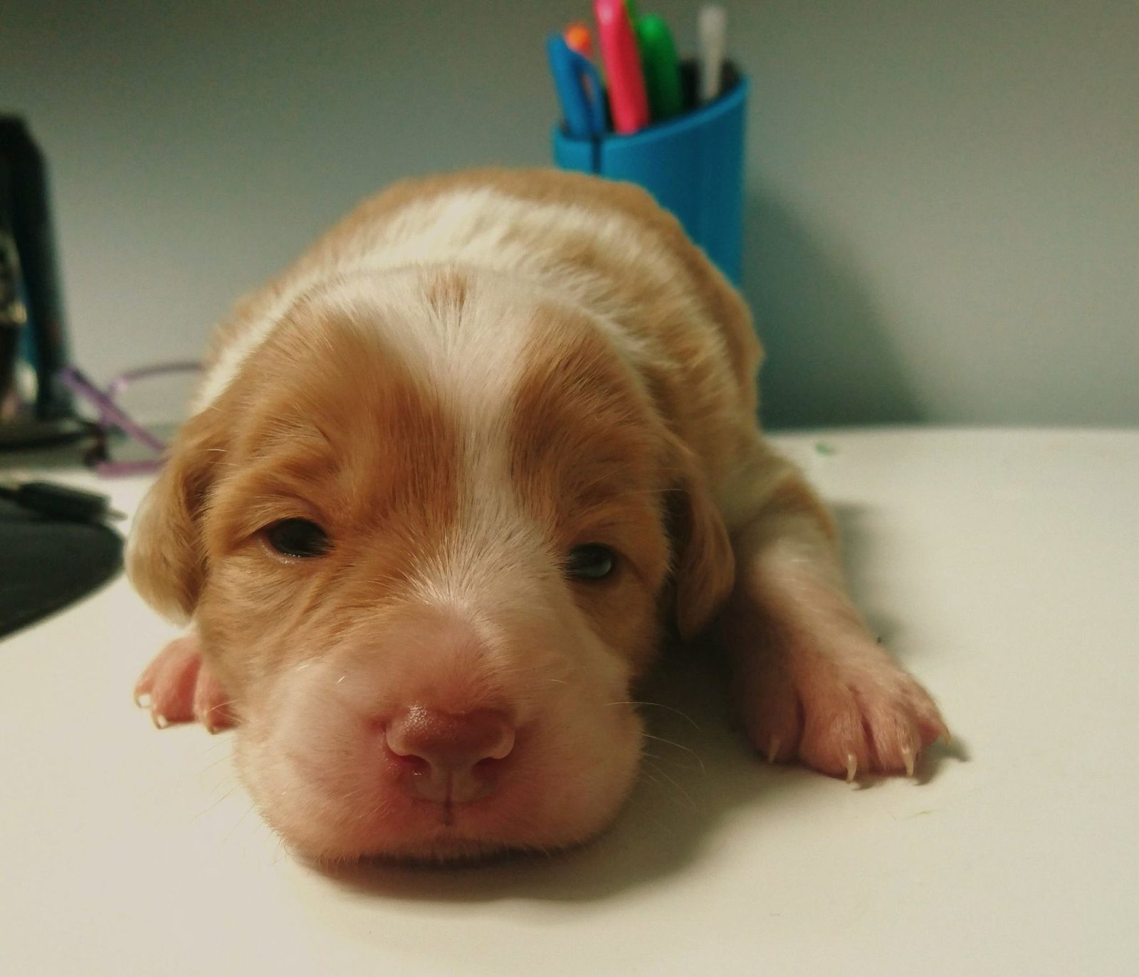 Willowcreek Border Collie Puppies | Border Collie Puppies in Canada