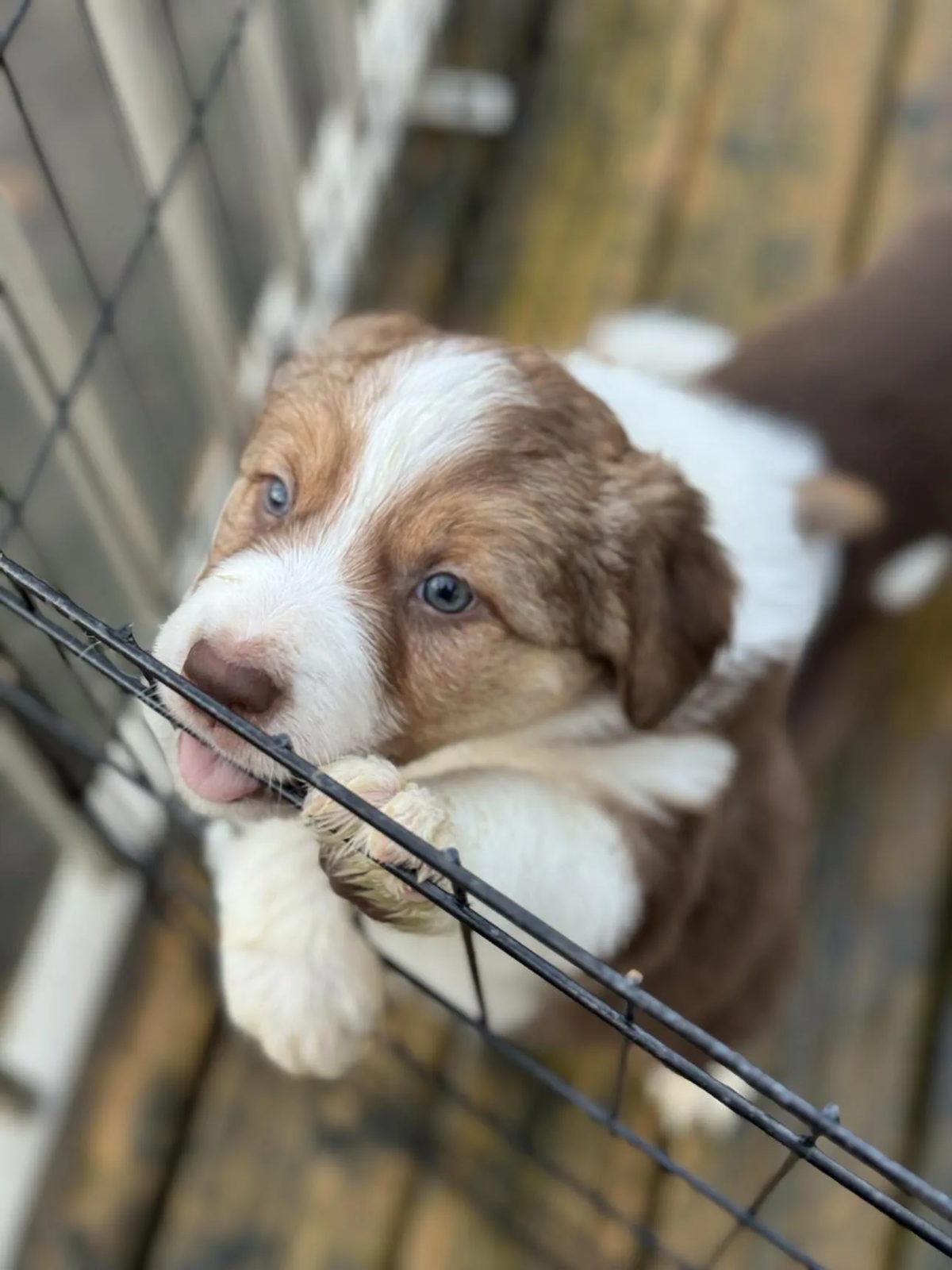 Best Border Collie Breeder in BC