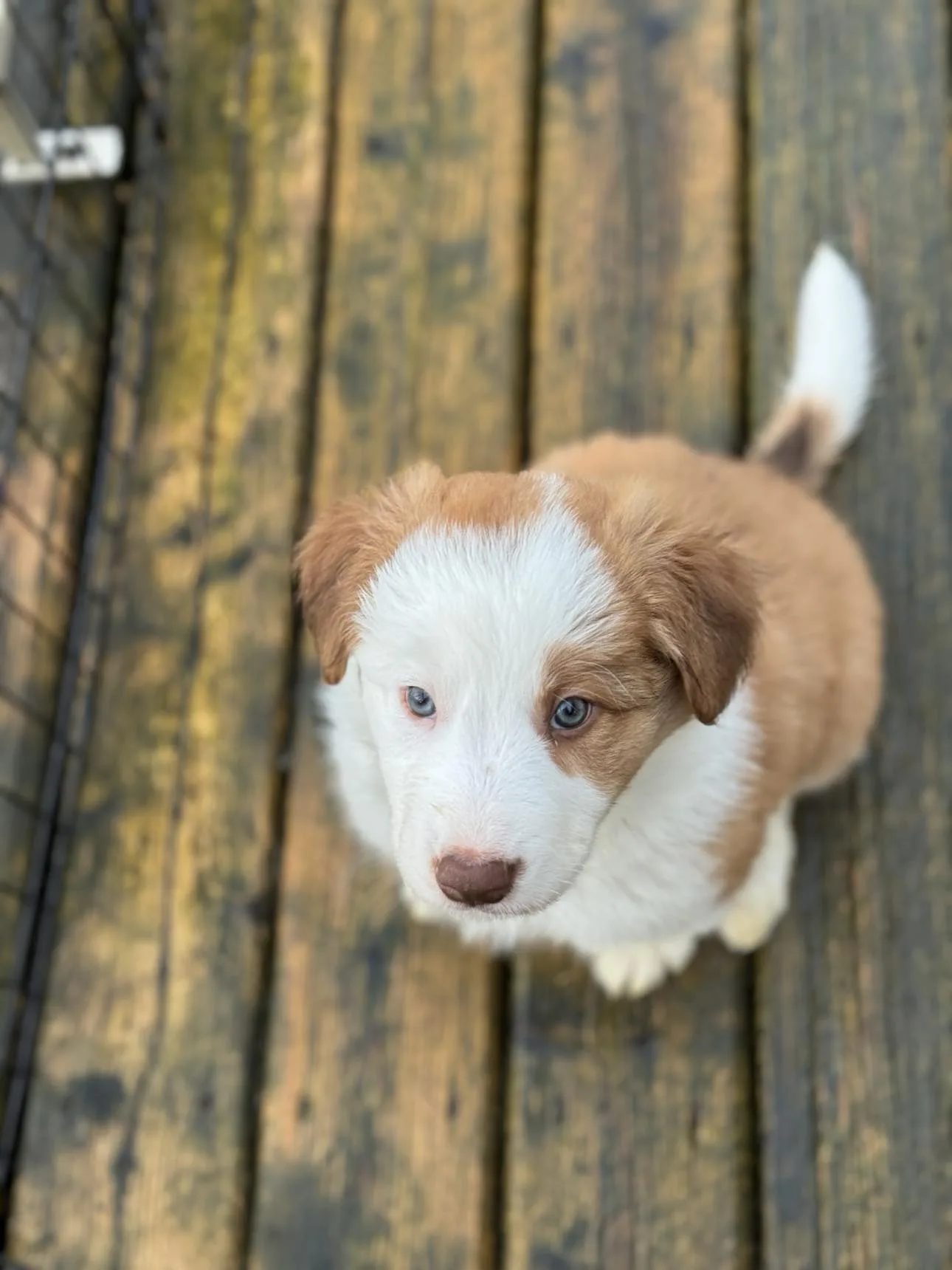 Welcoming Your Border Collie Puppy Home: A Guide to the First Month