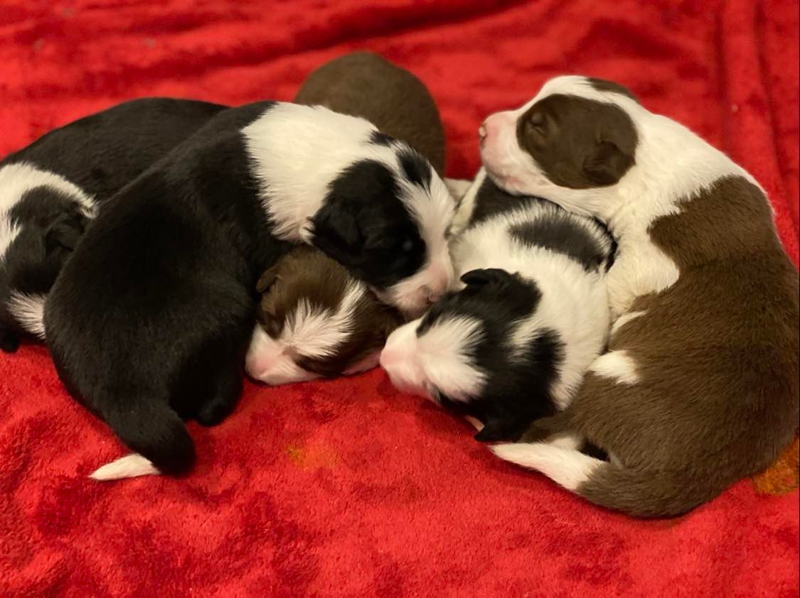 Available Border Collie Puppies