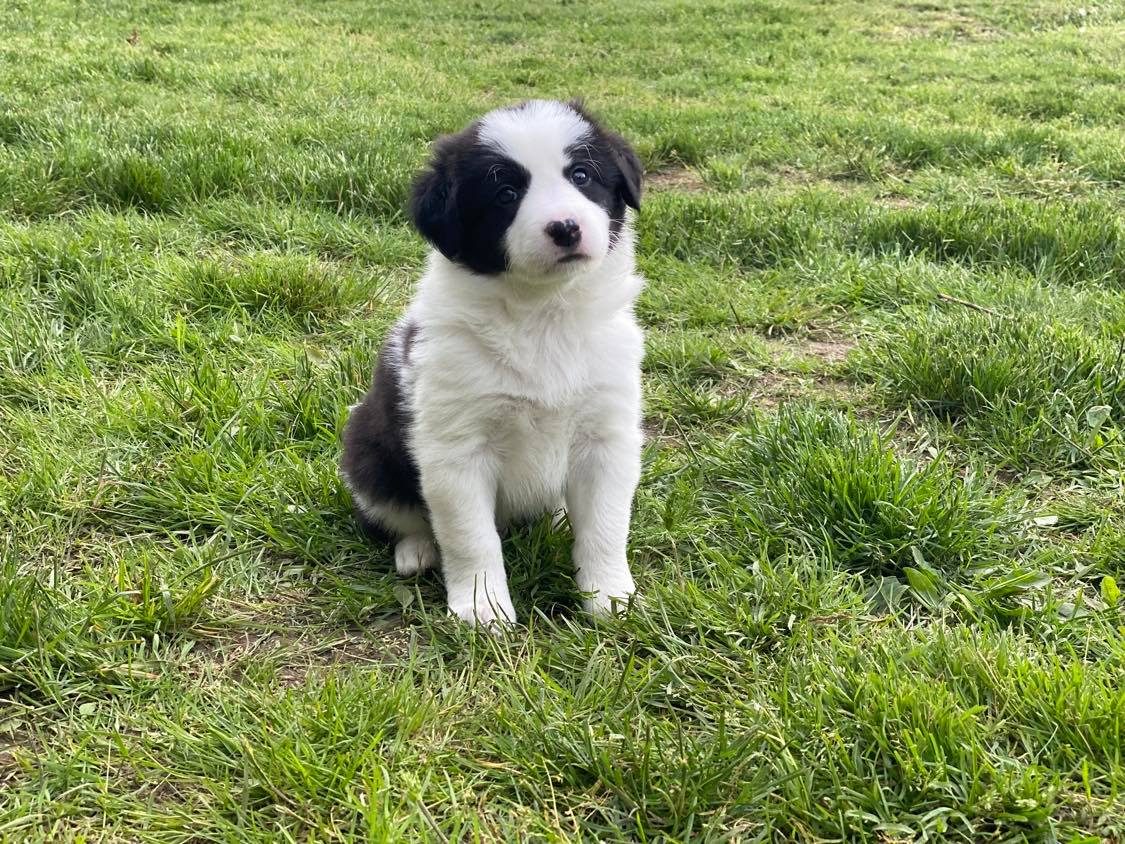 Available Border Collie Puppies