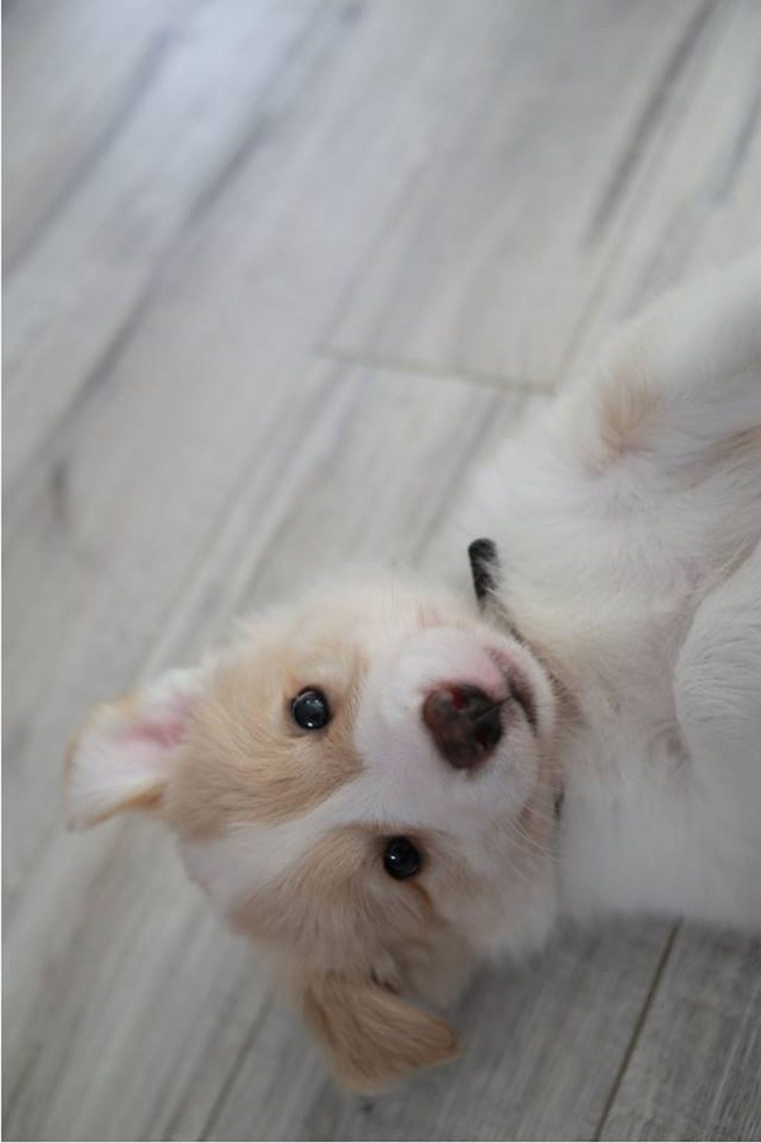 Willowcreek Border Collie Puppies | Border Collie Puppies in Canada