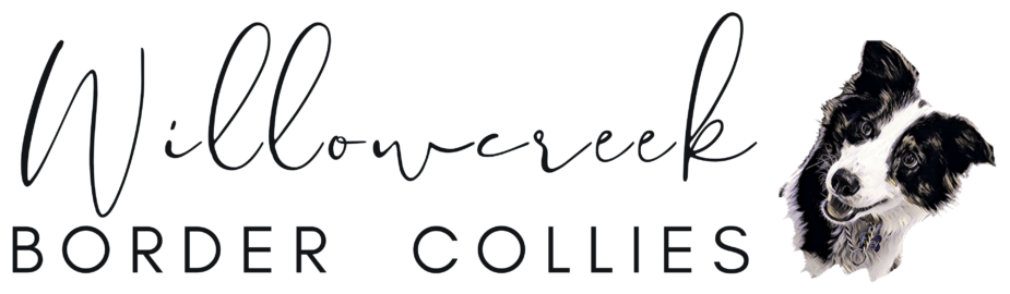 Willowcreek Border Collies