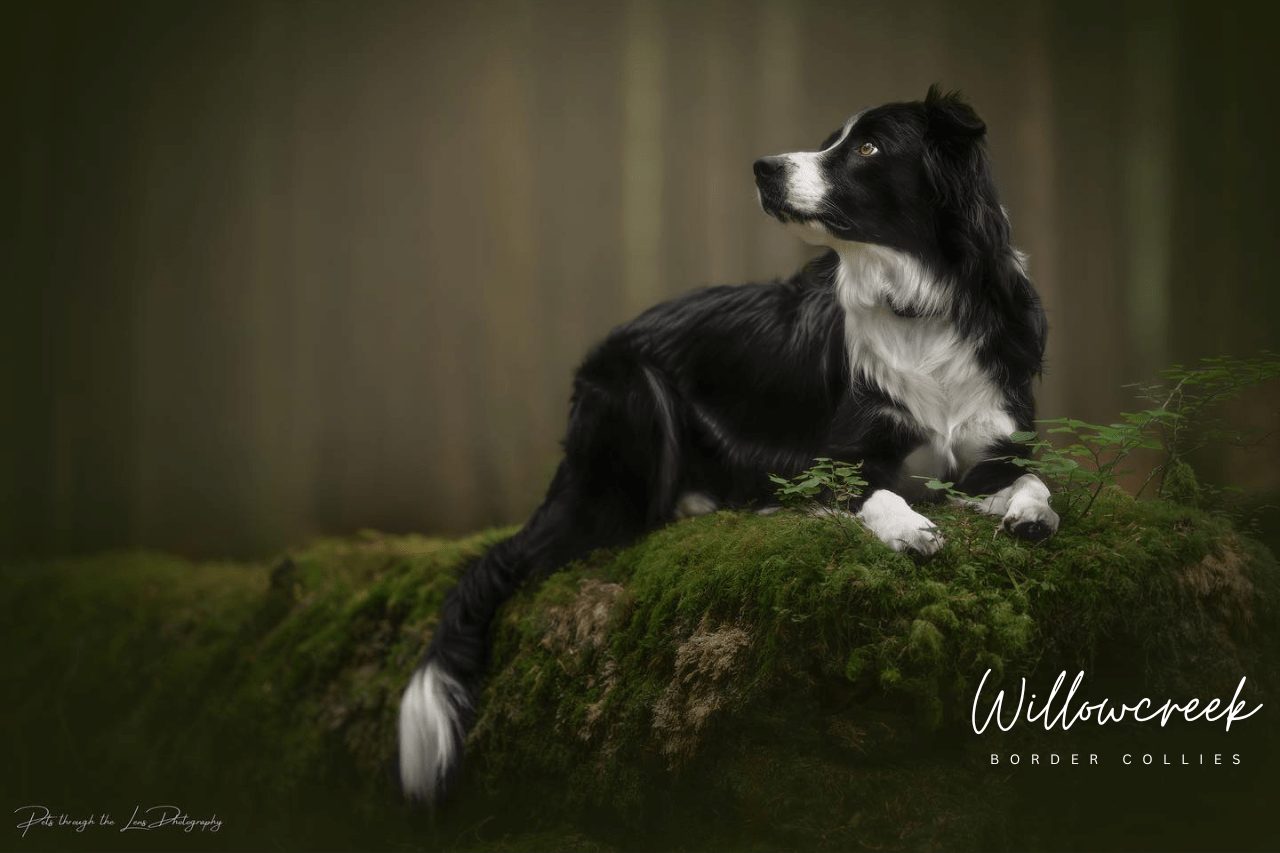 Best Border Collie Breeder