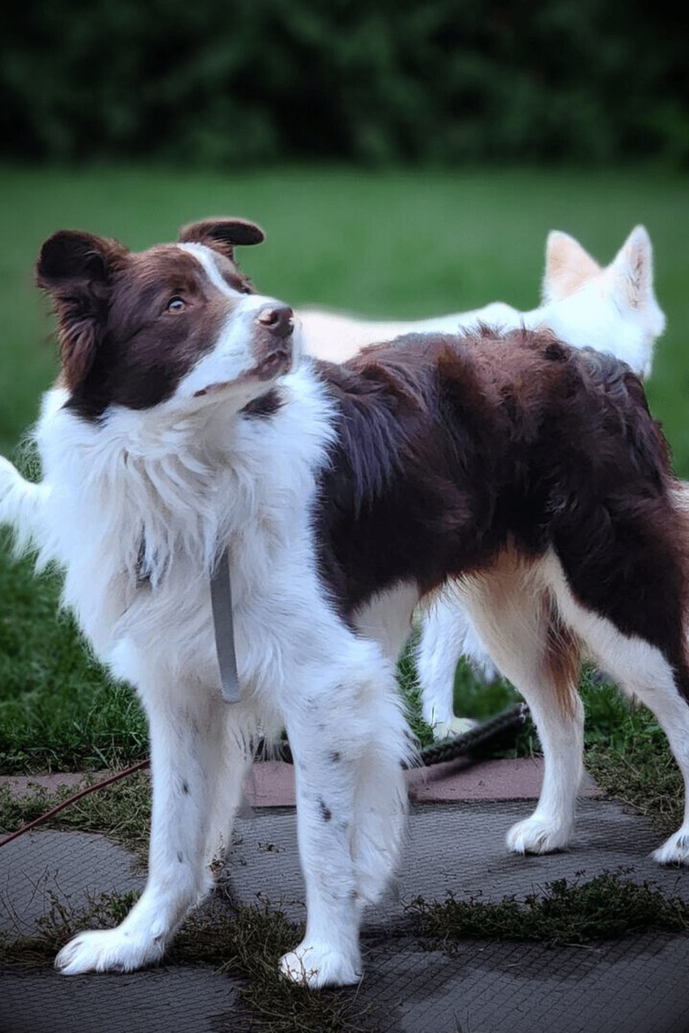 Available Border Collie Puppies