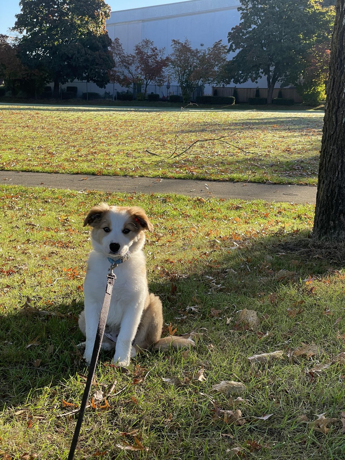 Willowcreek Border Collies | Border Collie Puppies