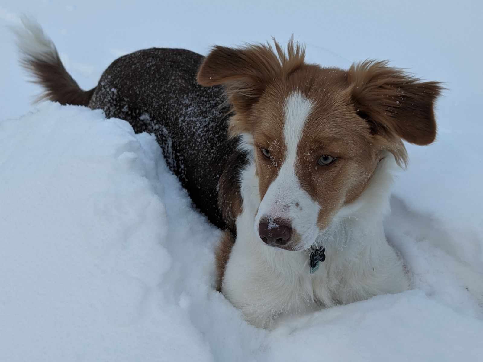 Willowcreek Border Collies | Border Collie Puppies