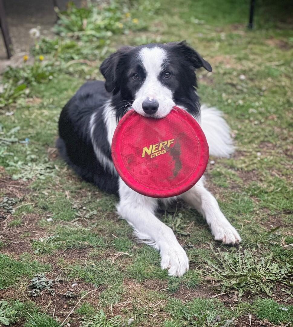Willowcreek Border Collies | Jax