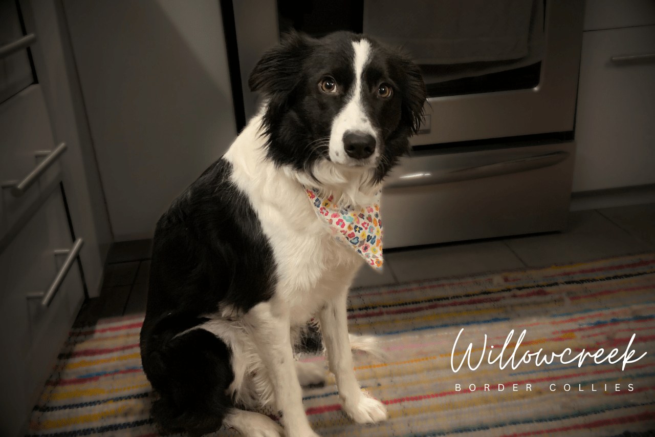 Lizzie, black and white Border Collie at home