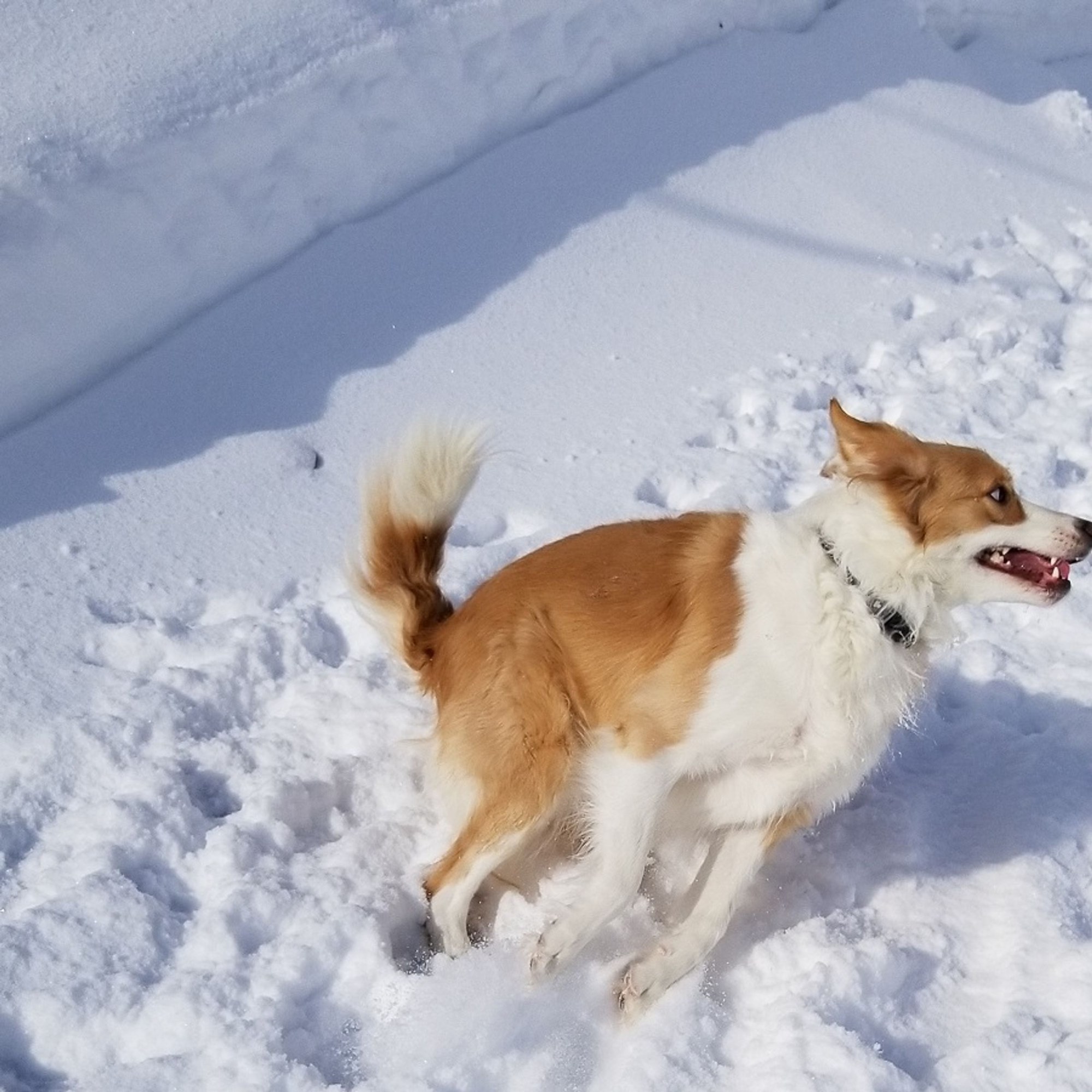 Lucy running through the snow
