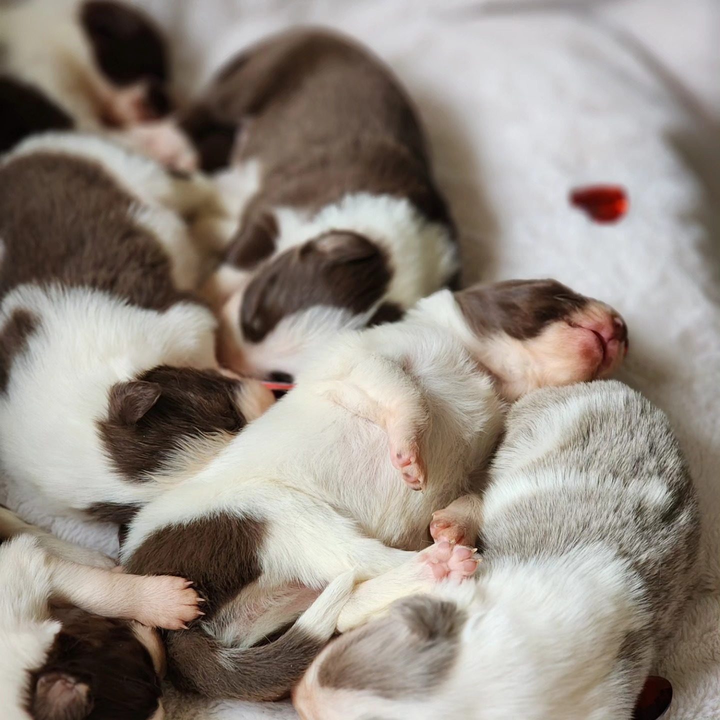Puppy Checklist