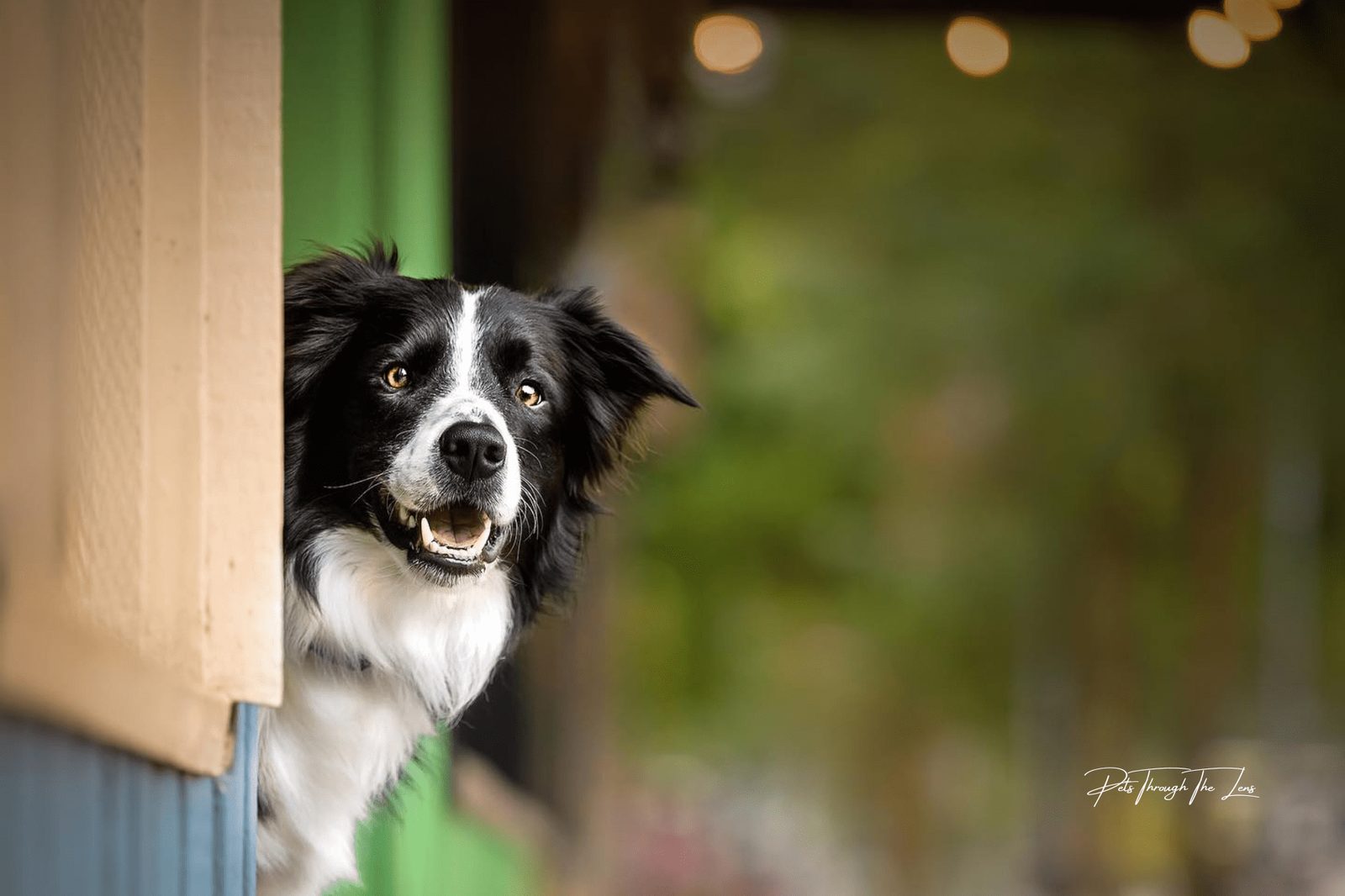 Willowcreek Border Collies | Border Collie Breeders in Canada