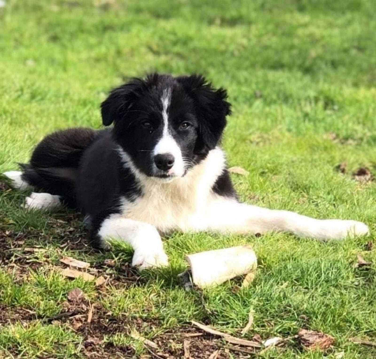 Willowcreek Border Collie Puppies | Border Collie Puppies in Canada
