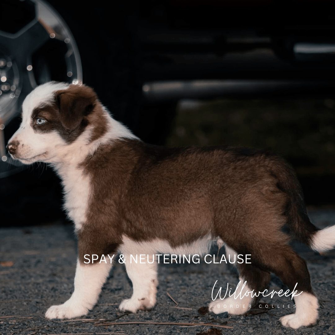 Delayed spaying and neutering in dogs