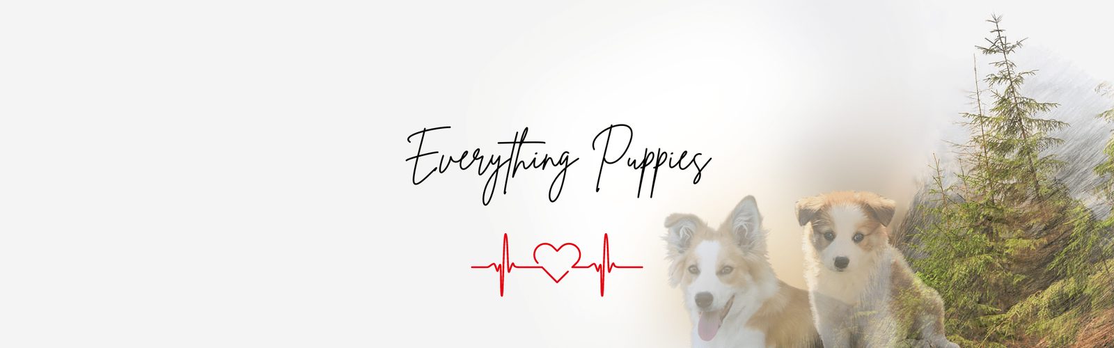 Willowcreek Border Collie Puppies | Border Collie Breeders in Canada