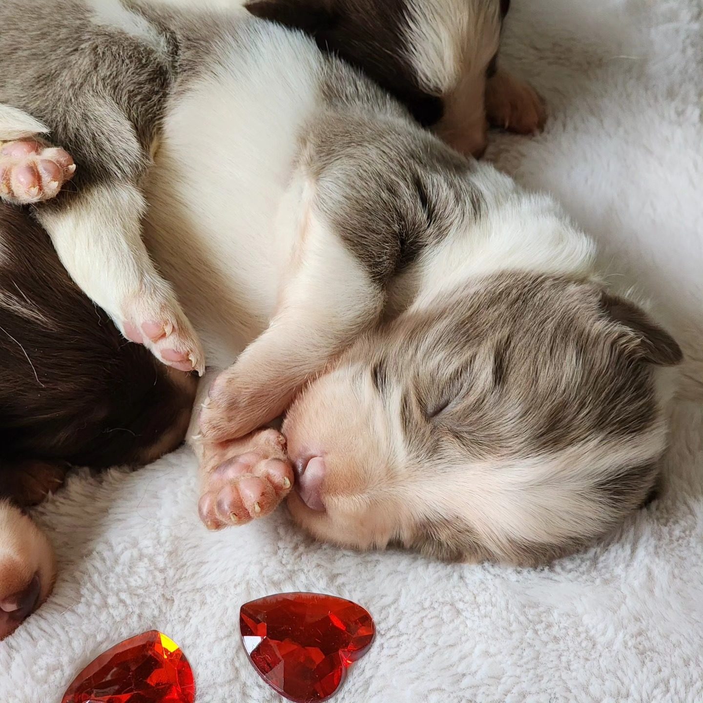 Willowcreek Border Collies | Border Collie Breeders in Canada