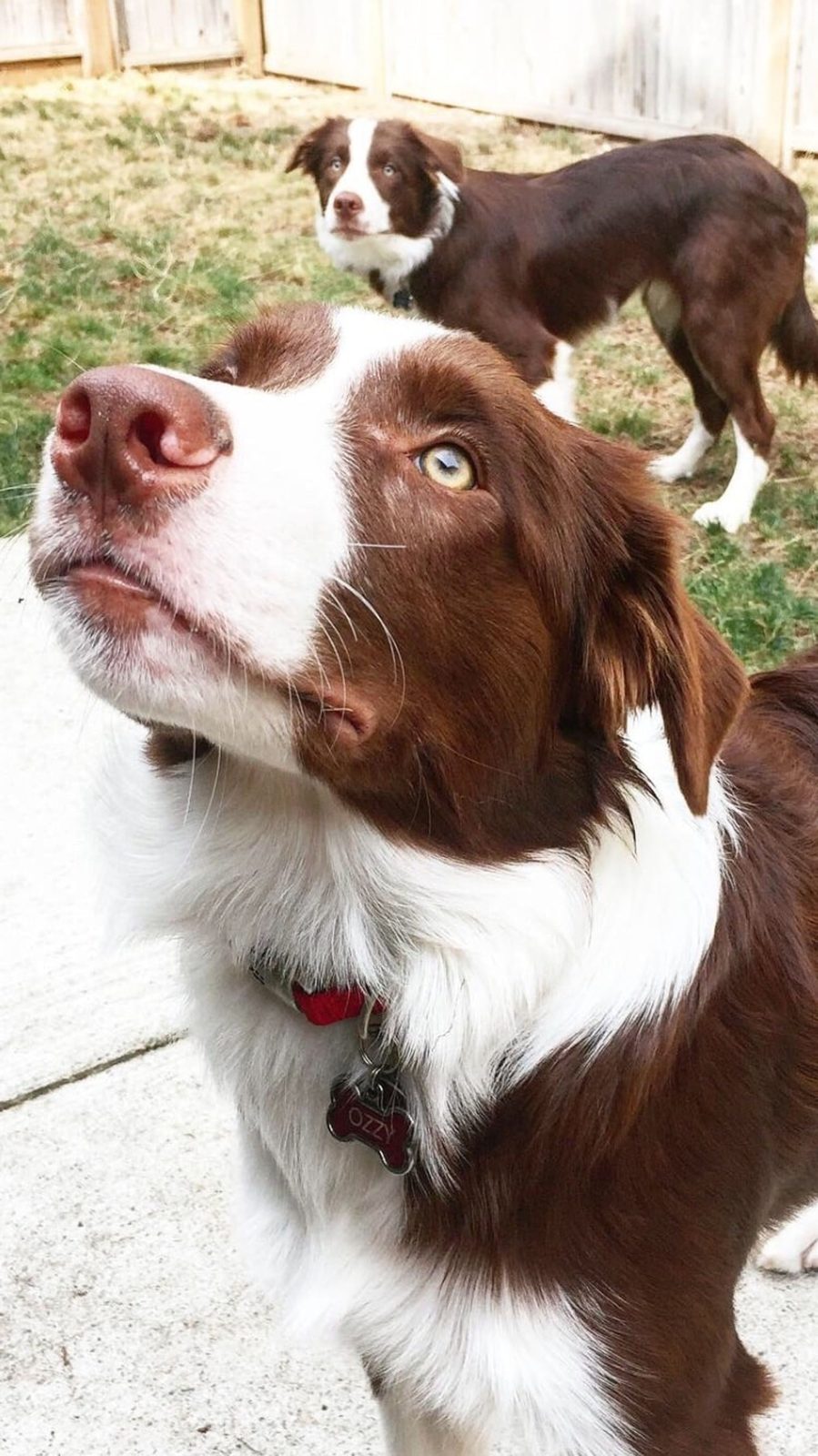 Willowcreek Border Collie Puppies | Border Collie Puppies in Canada