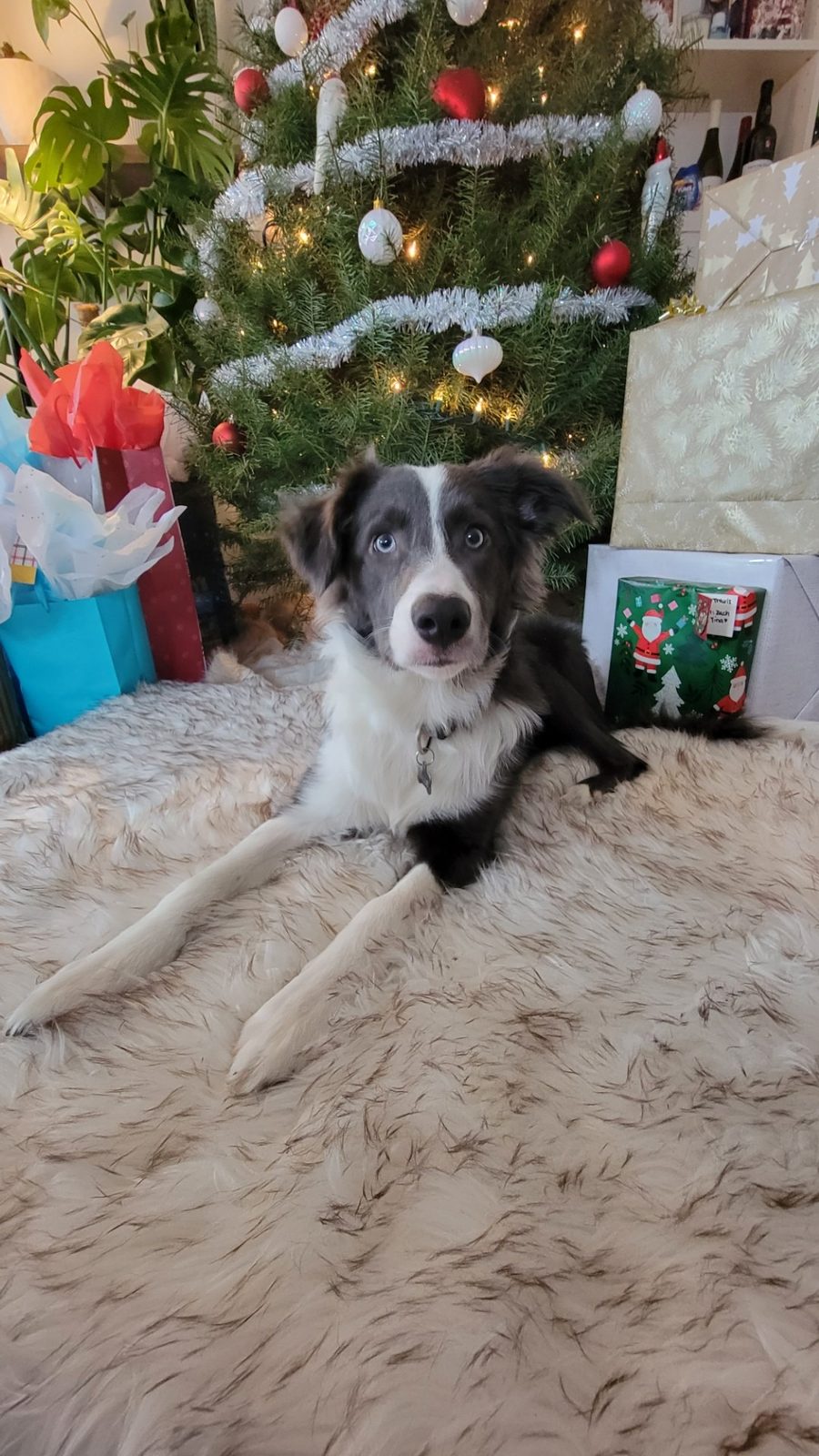 Blue Border Collie Puppies for sale
