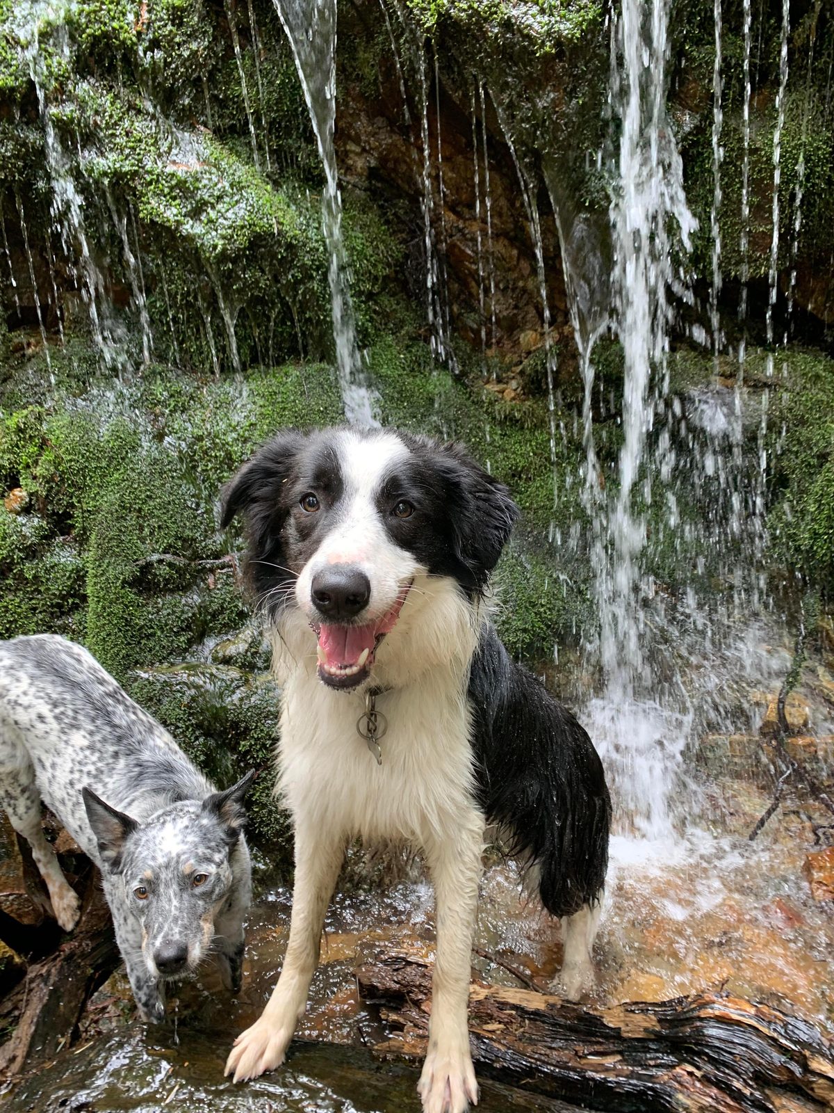 Best Border Collie Breeder in BC