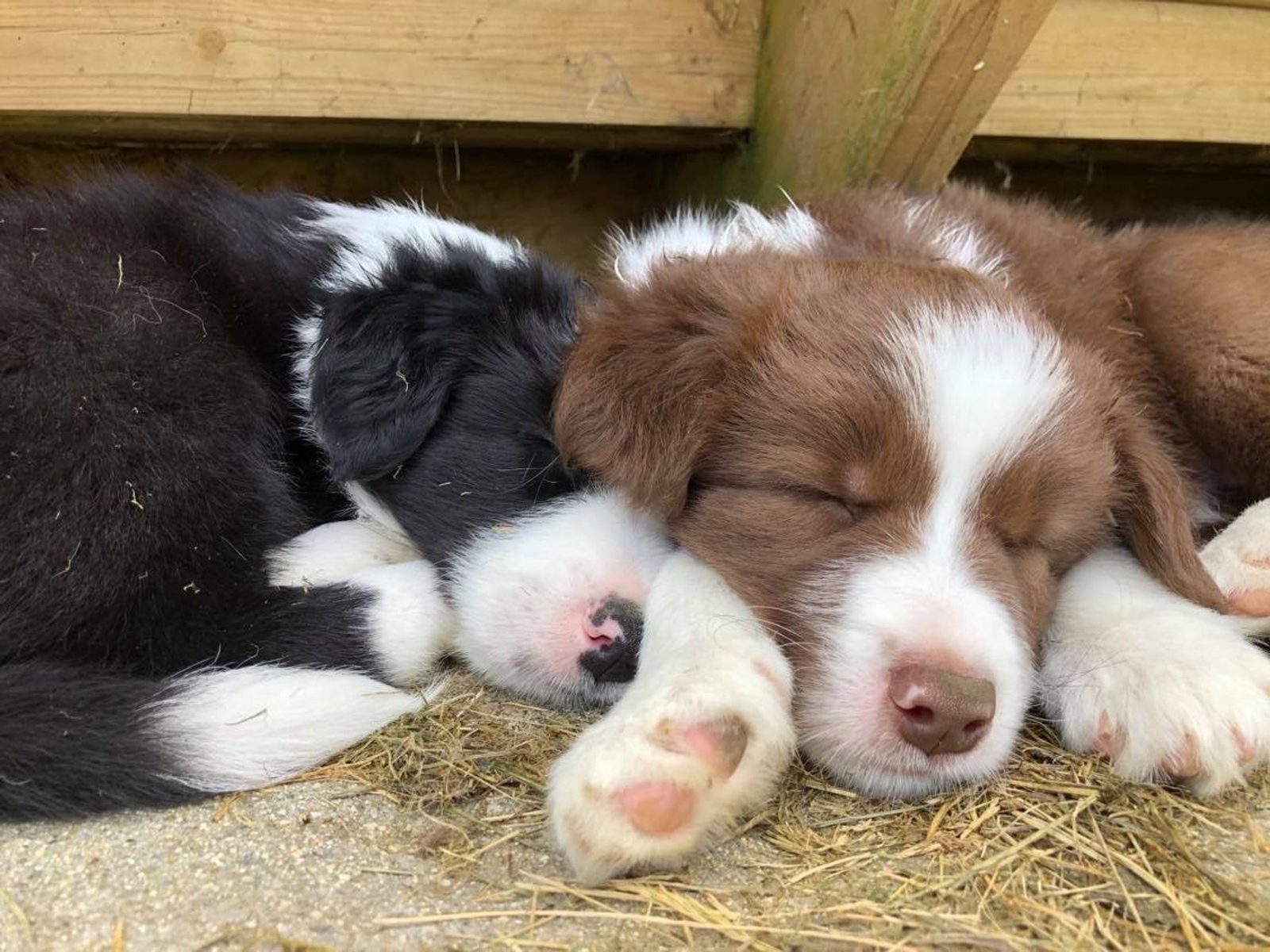 Willowcreek Border Collie Puppies | Border Collie Puppies in Canada